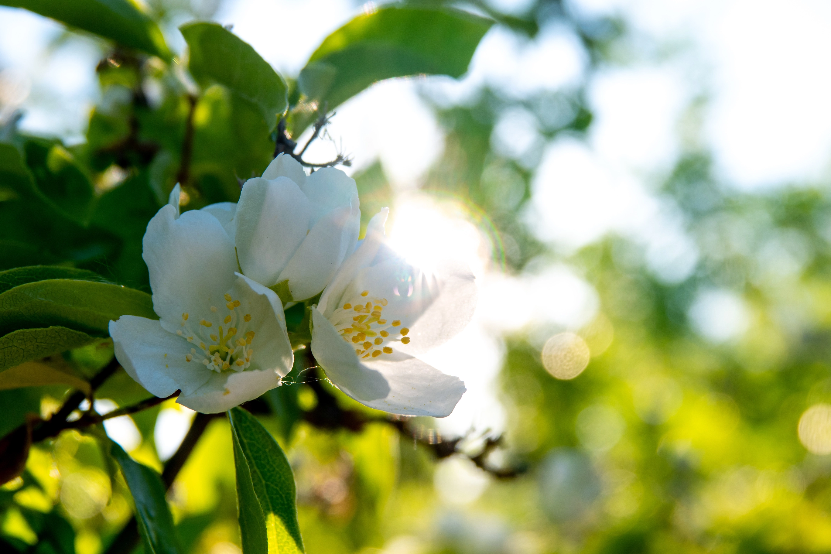 A photo of a flower