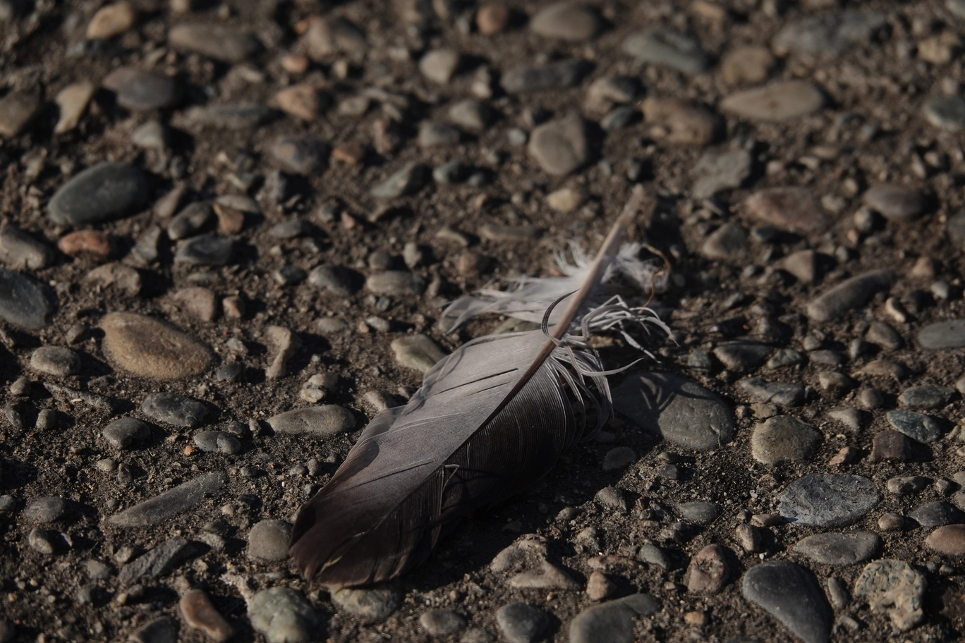 A photo of a bird feather