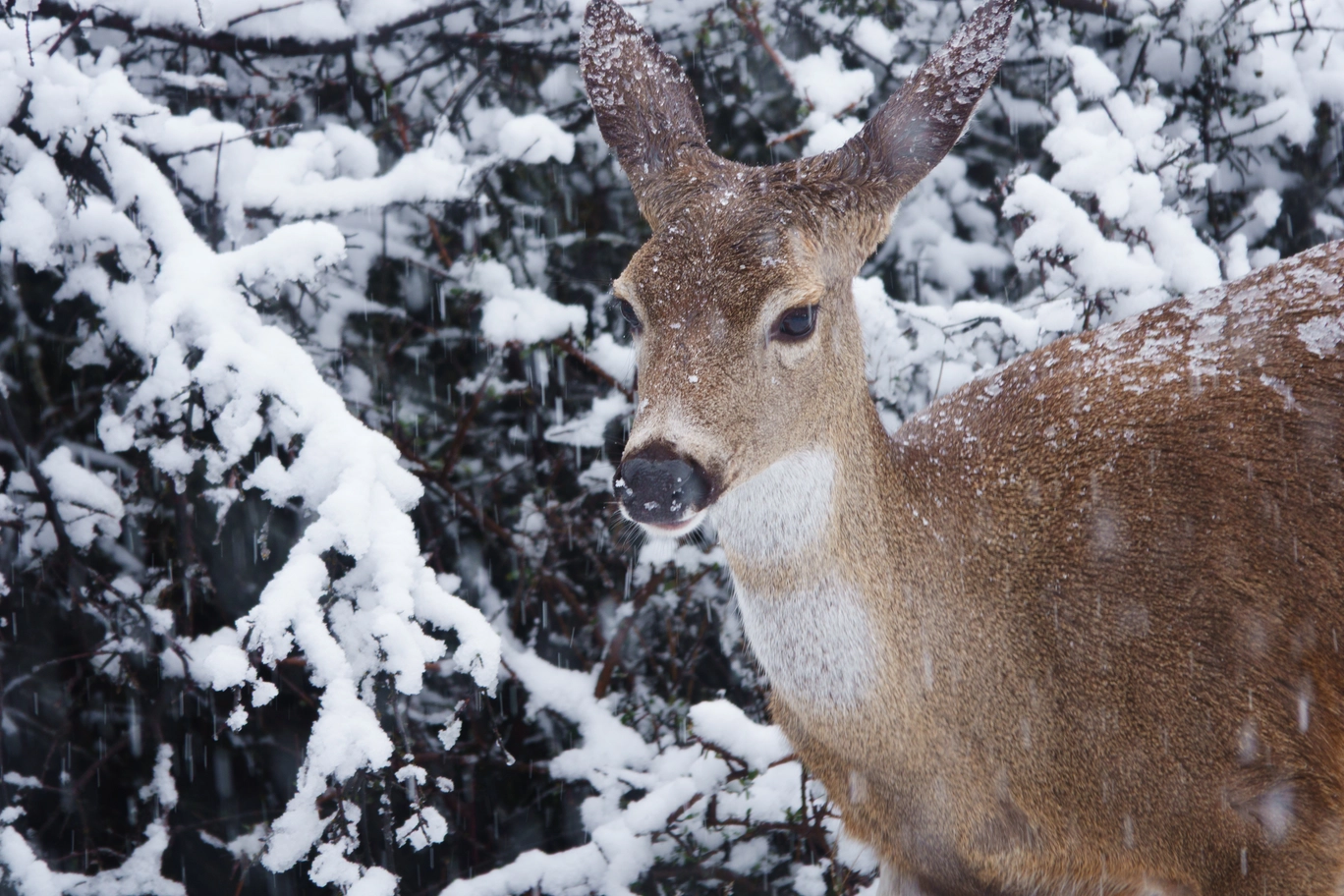 A photo of a deer during snowfall