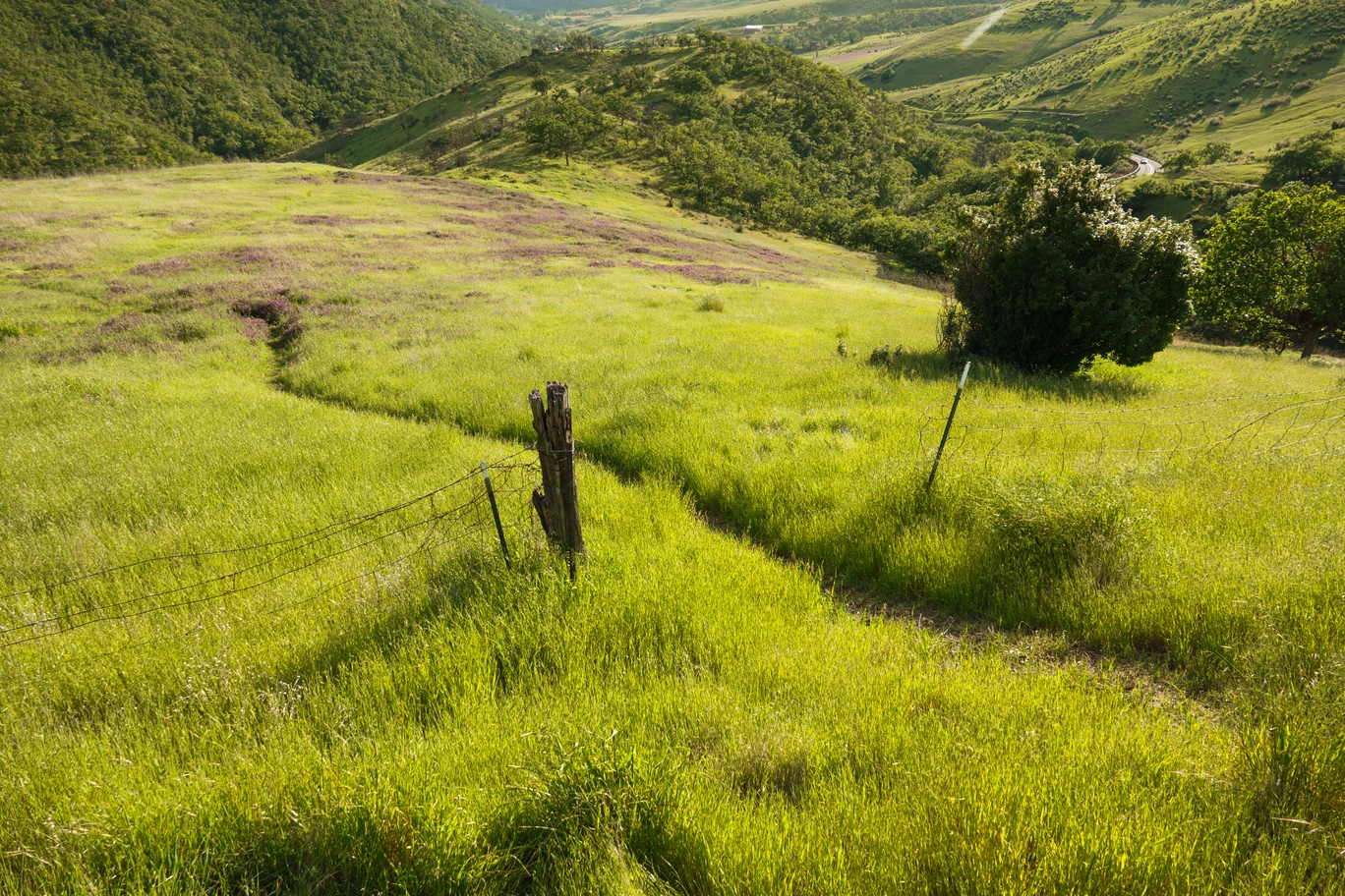 A photo of a path carved out in lushous grass