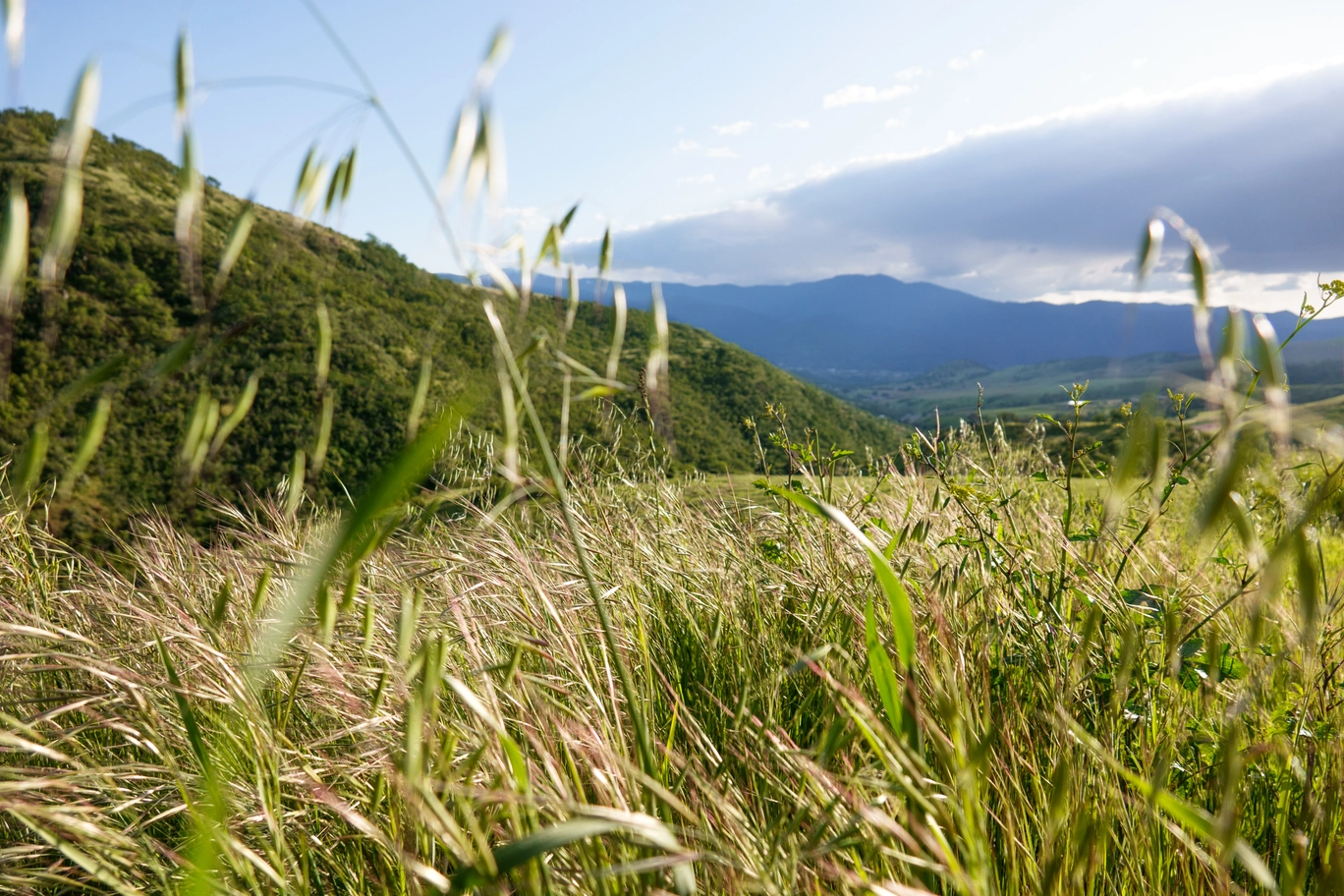 A photo of grass against a valley in the background