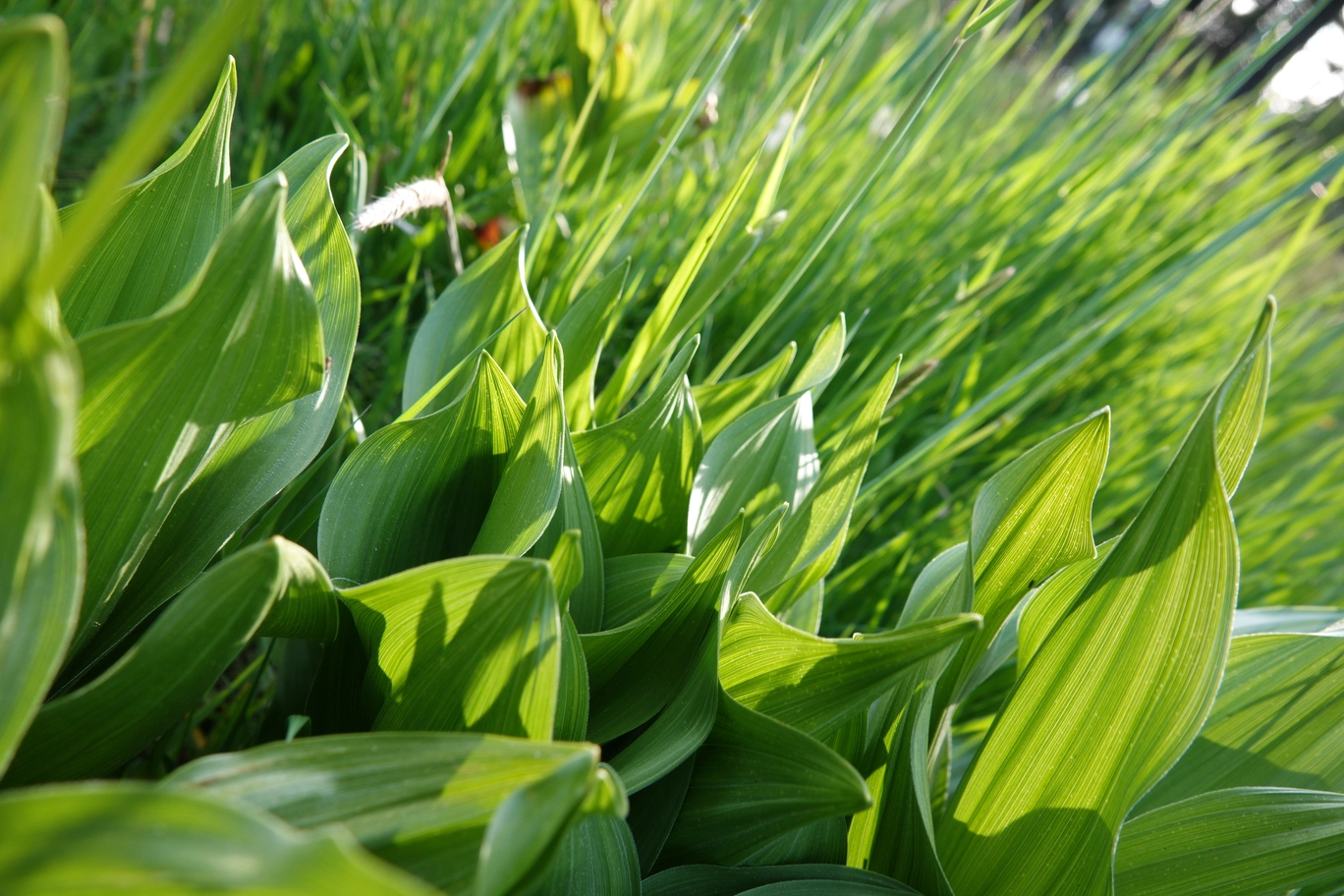A photo of plants