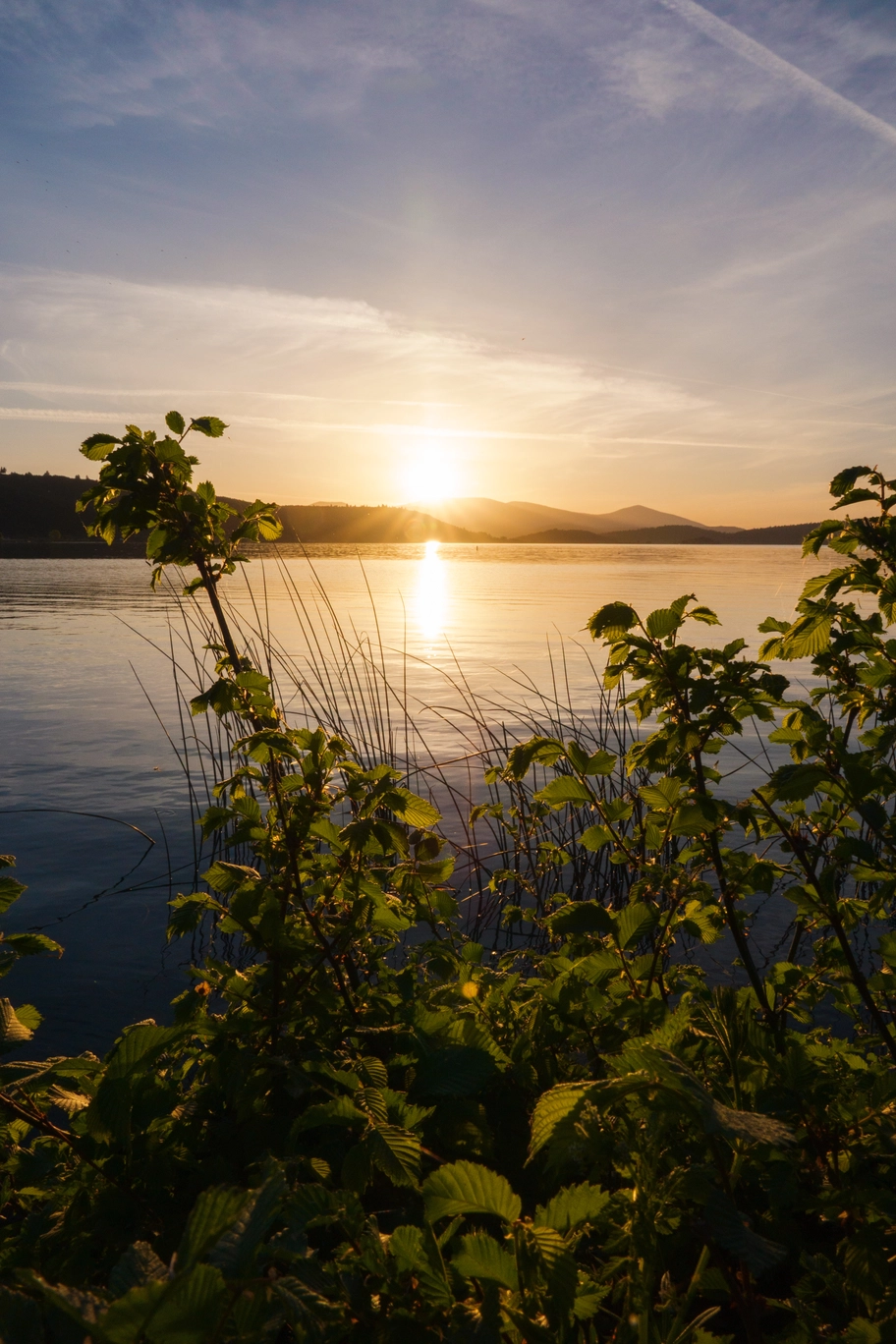 A photo of a bush backlit by the sunset over a lake