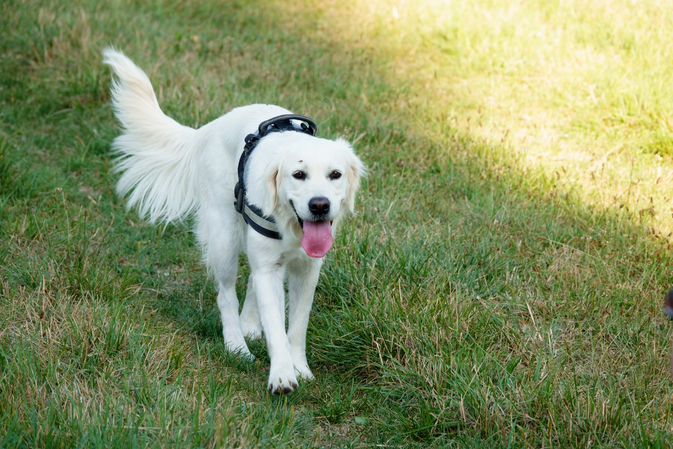 A photo of a dog walking
