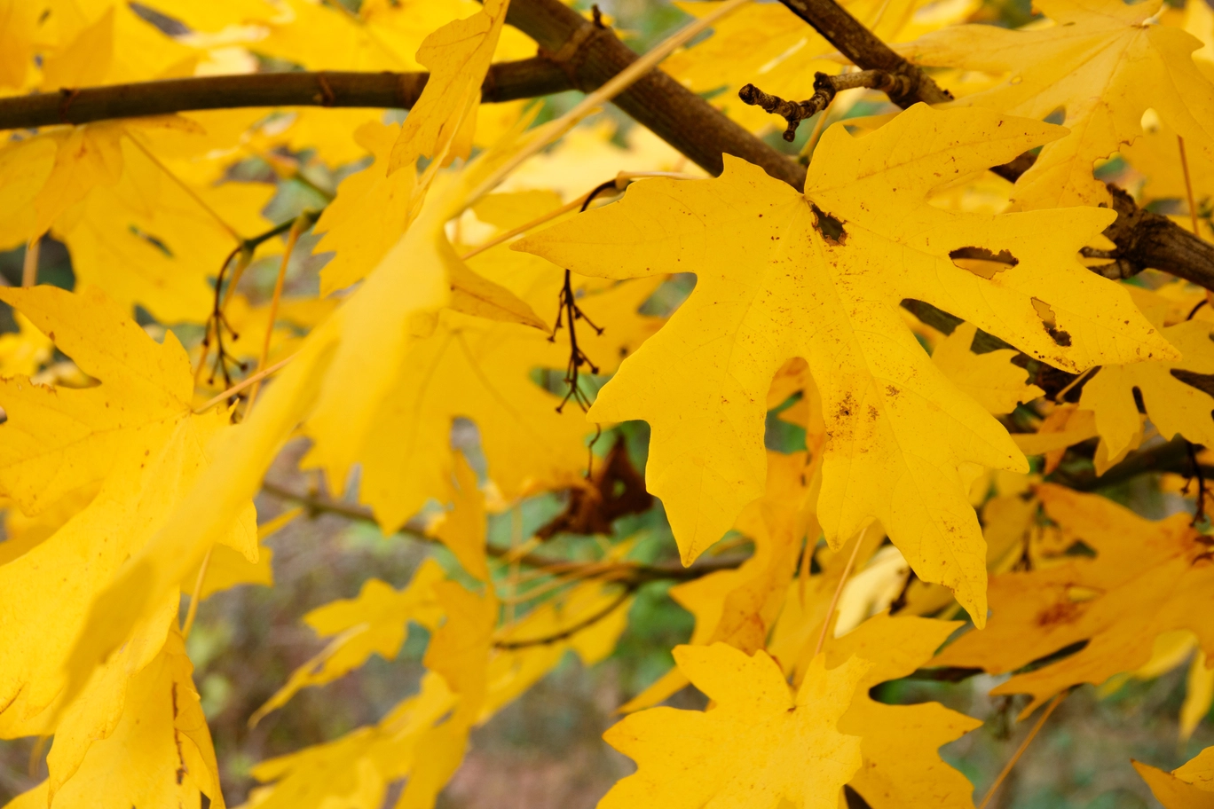 A photo of yellow leaves