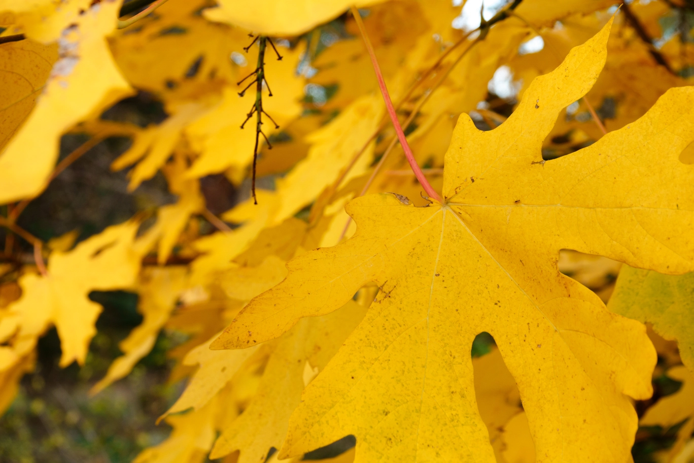A photo of yellow leaves
