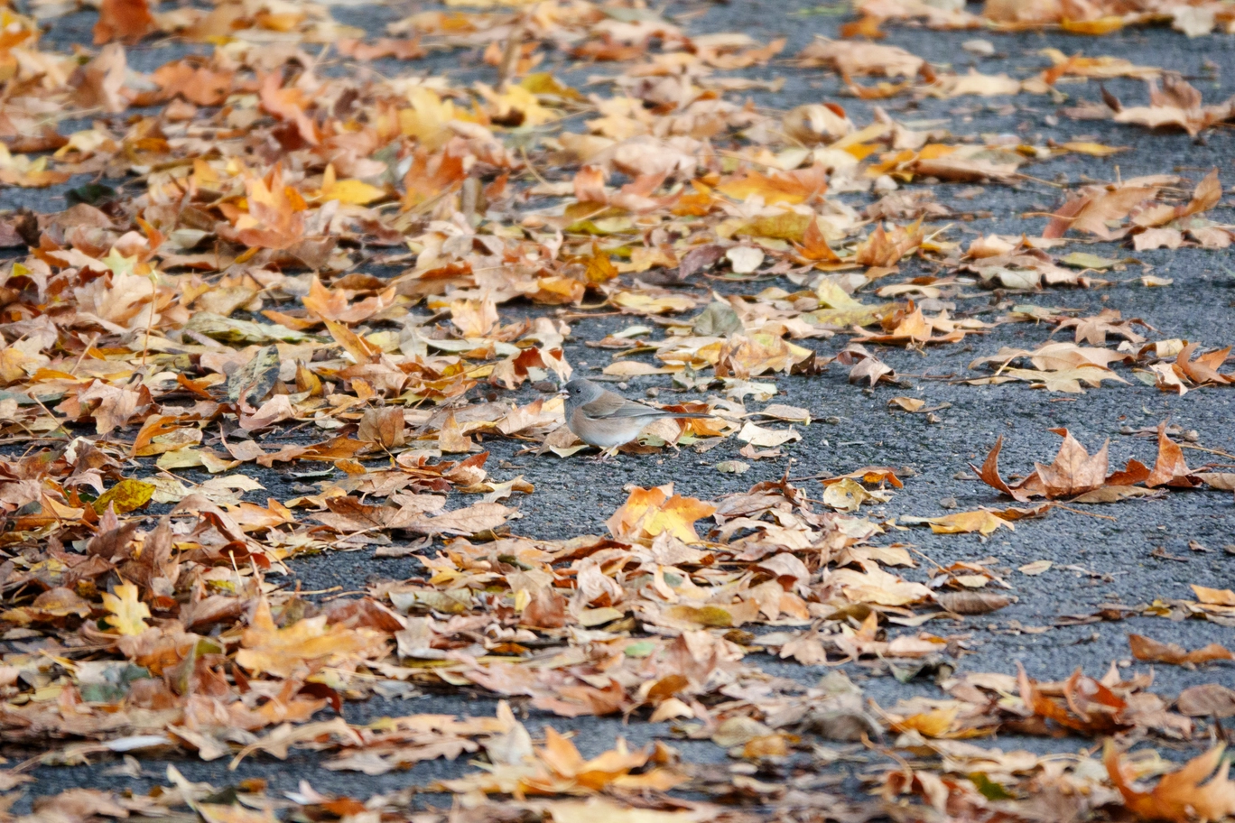 A photo of a grey bird among yellow leaves