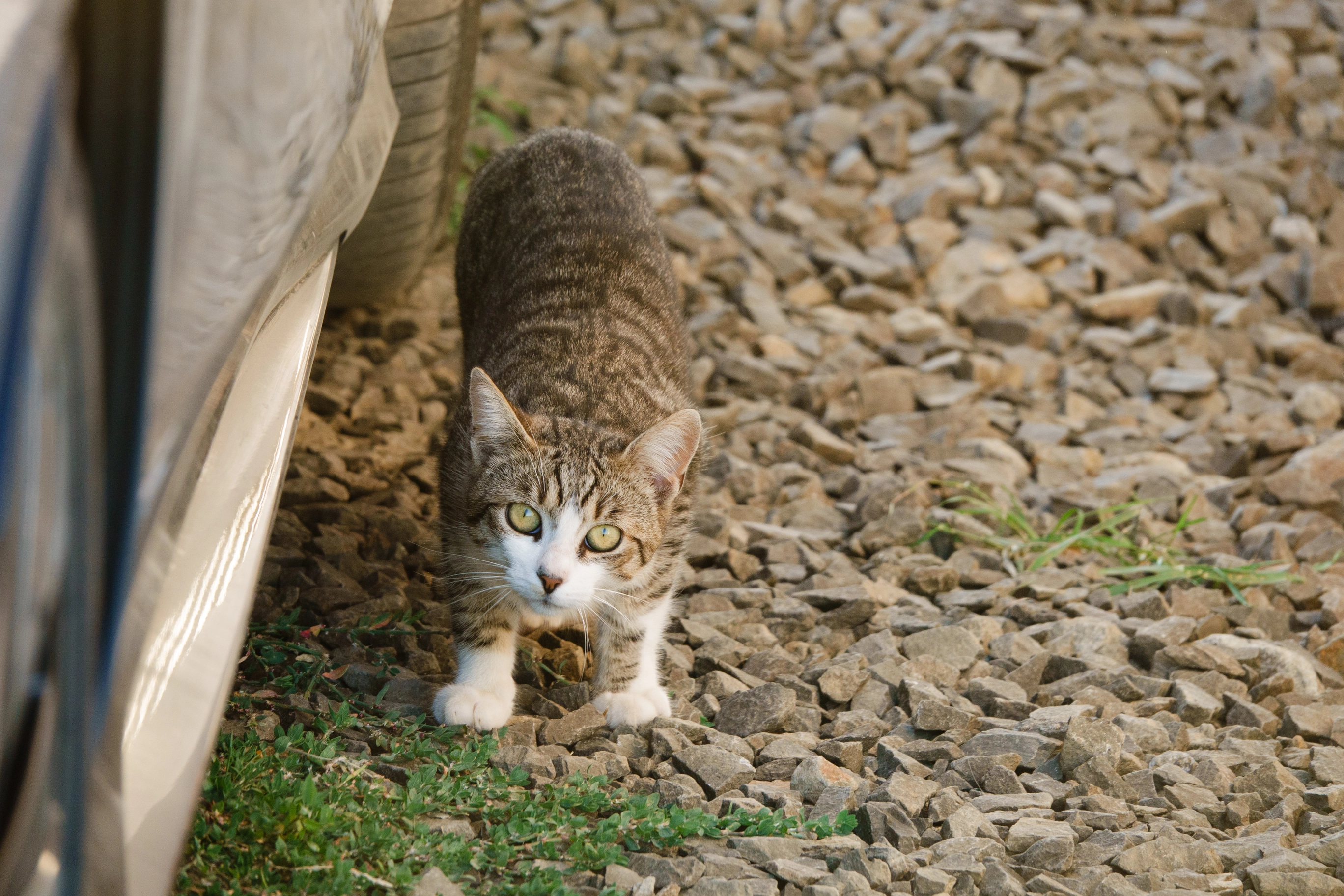 A photo of a cat