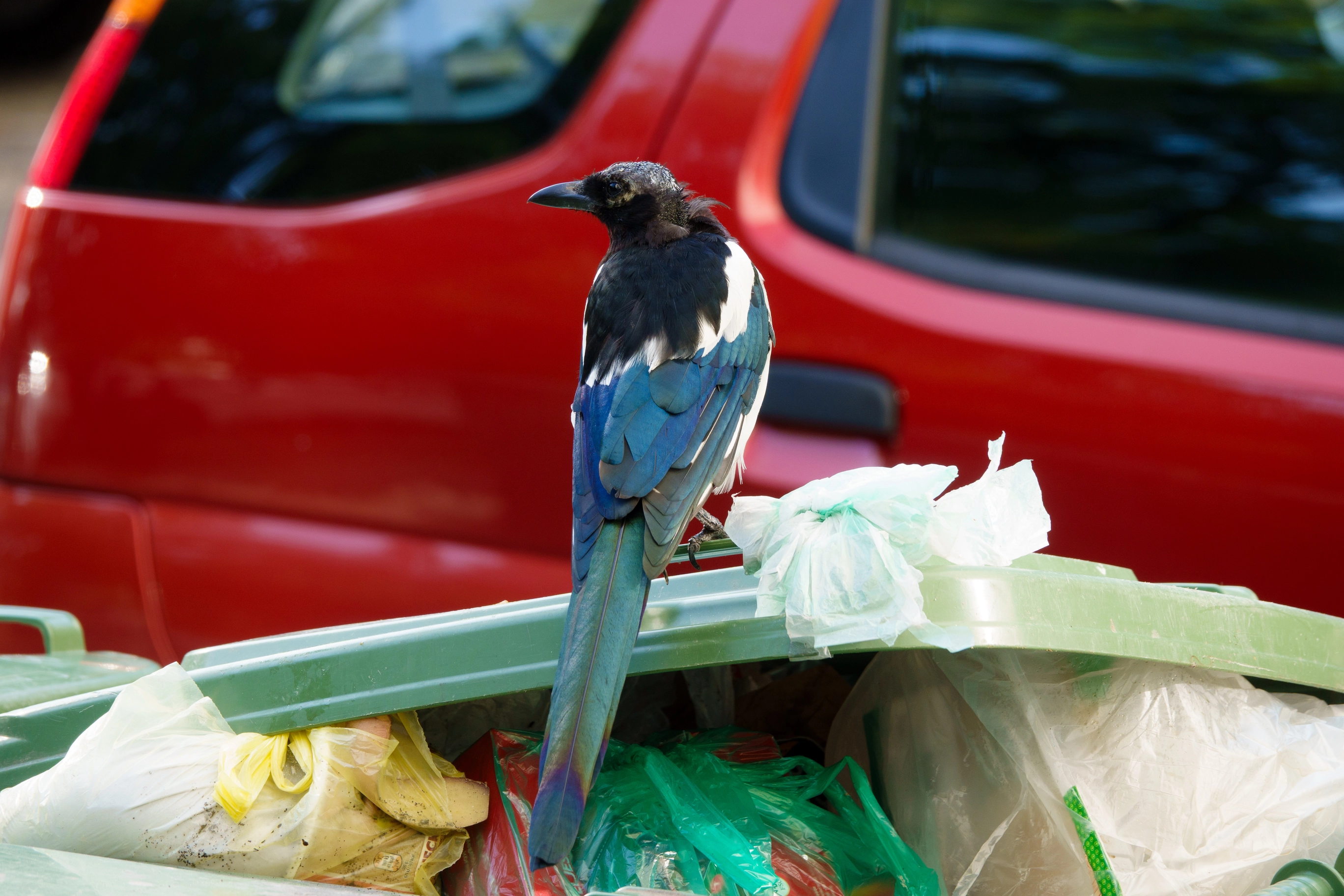 A photo of a bird