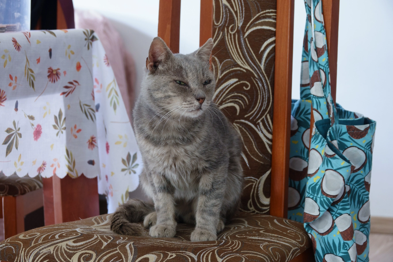 A photo of a grey cat