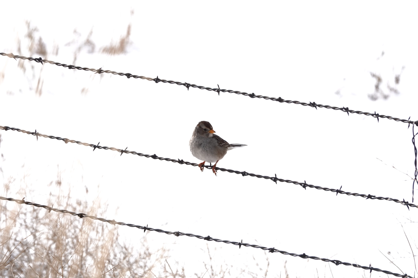 A photo of a bird sitting on a barb-wire fence during snow