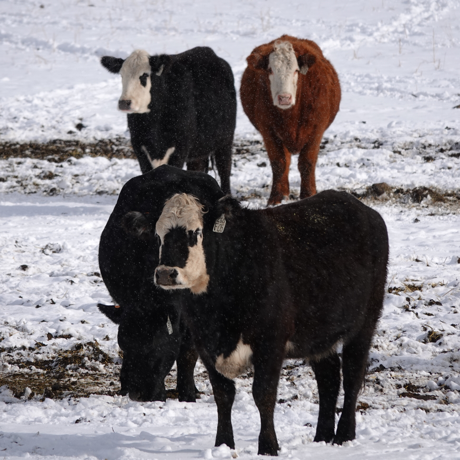 A photo of cows in a snowy field