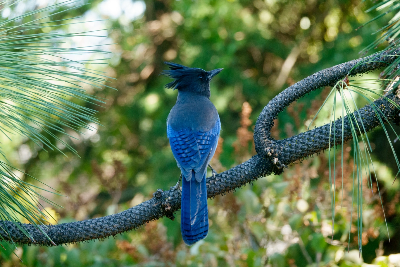 A photo of a stellar jay