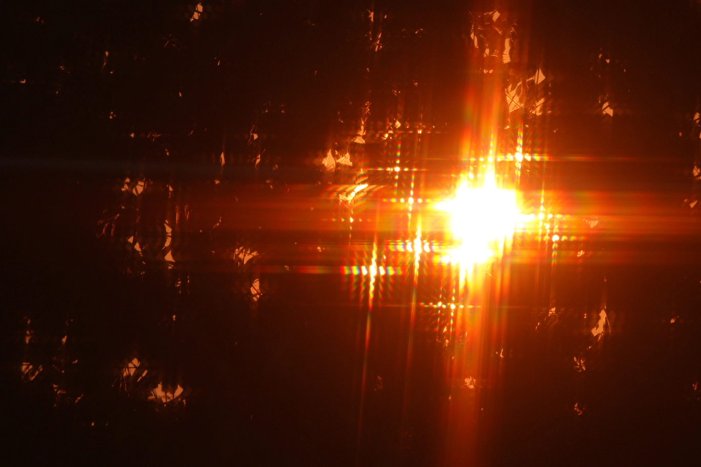 A photo of the orange sun shot through leaves and a bug screen