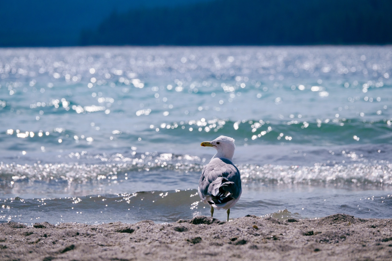 A photo of a seagull on a lakeshore
