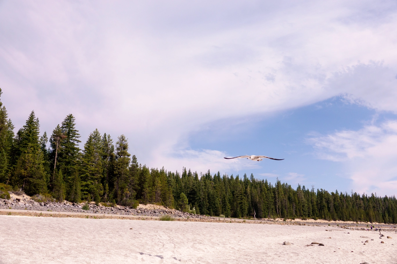 A photo of a seagull flying at a beach