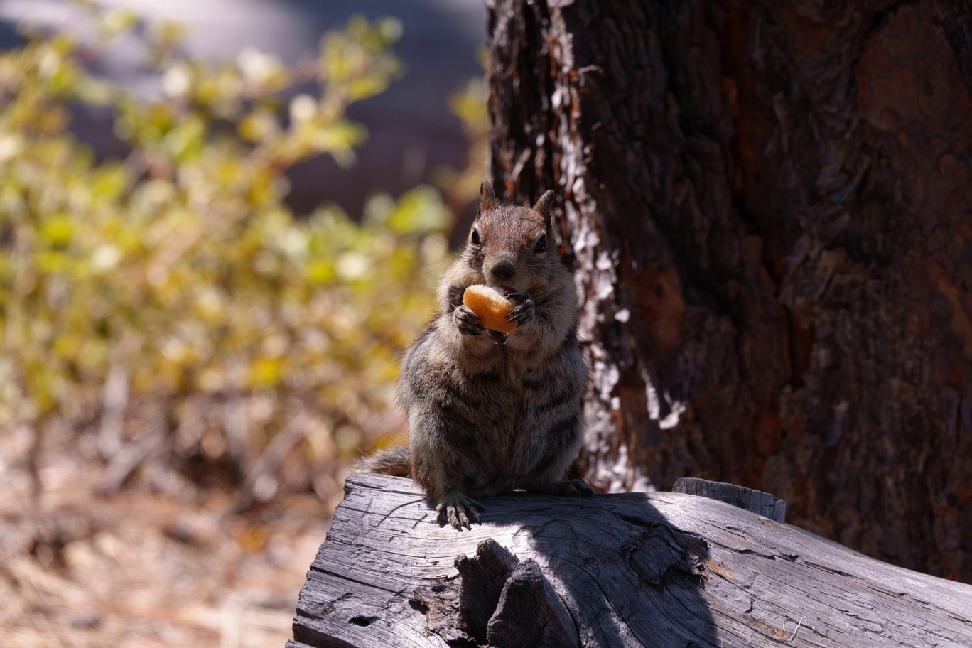 A photo of a chipmunk eating