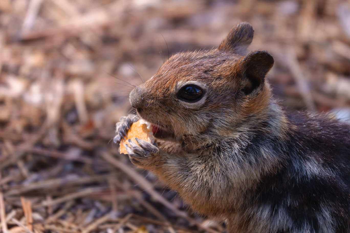 A photo of a chipmunk eating