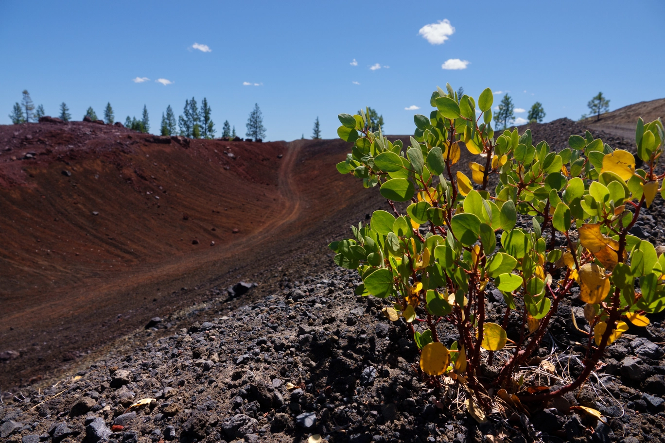A photo of a bush in a rocky mining site
