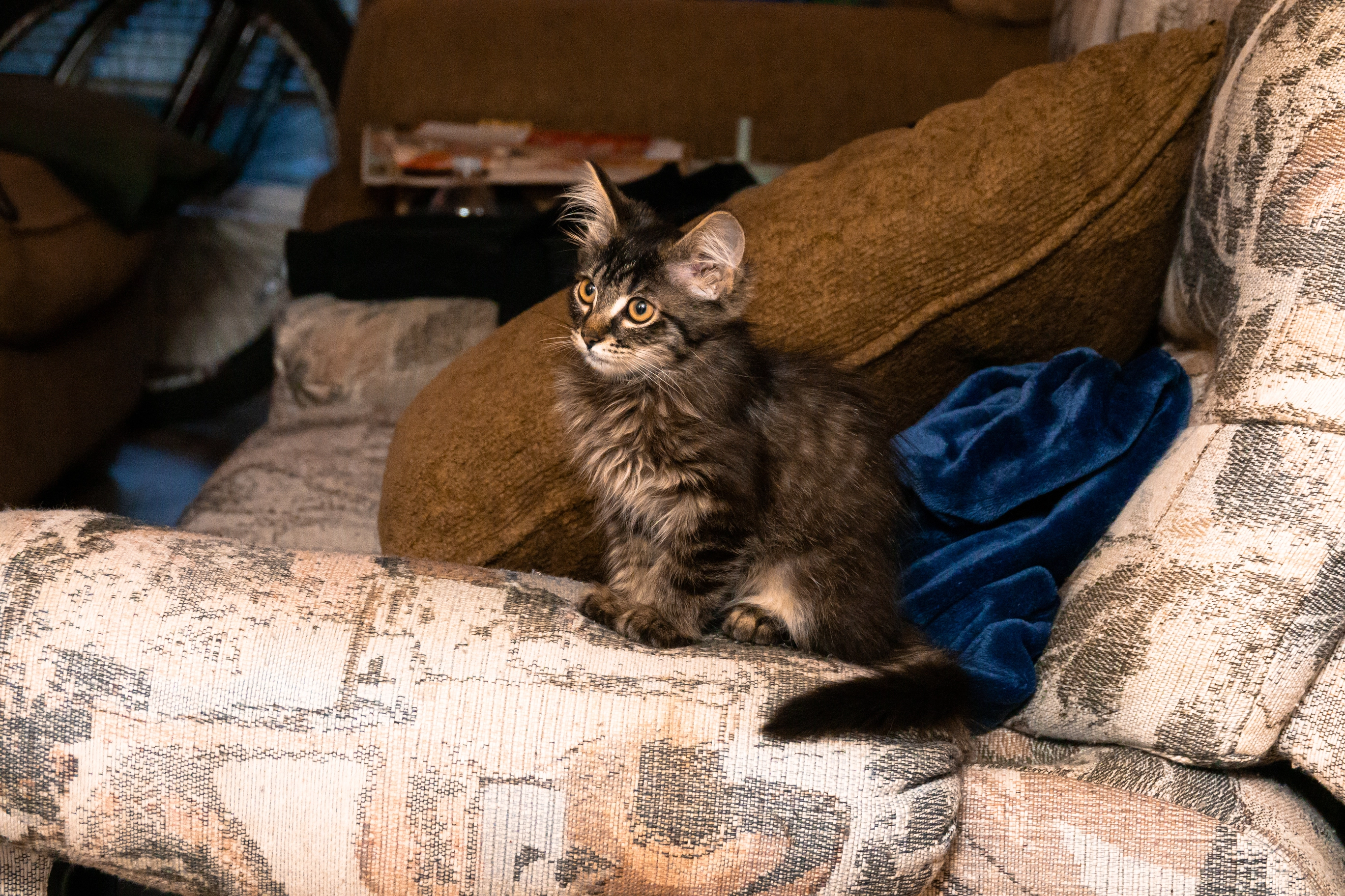 A photo of a kitten