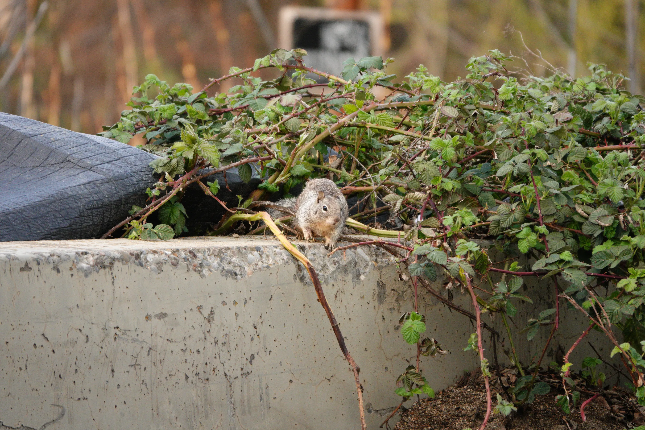 A photo of squirrel