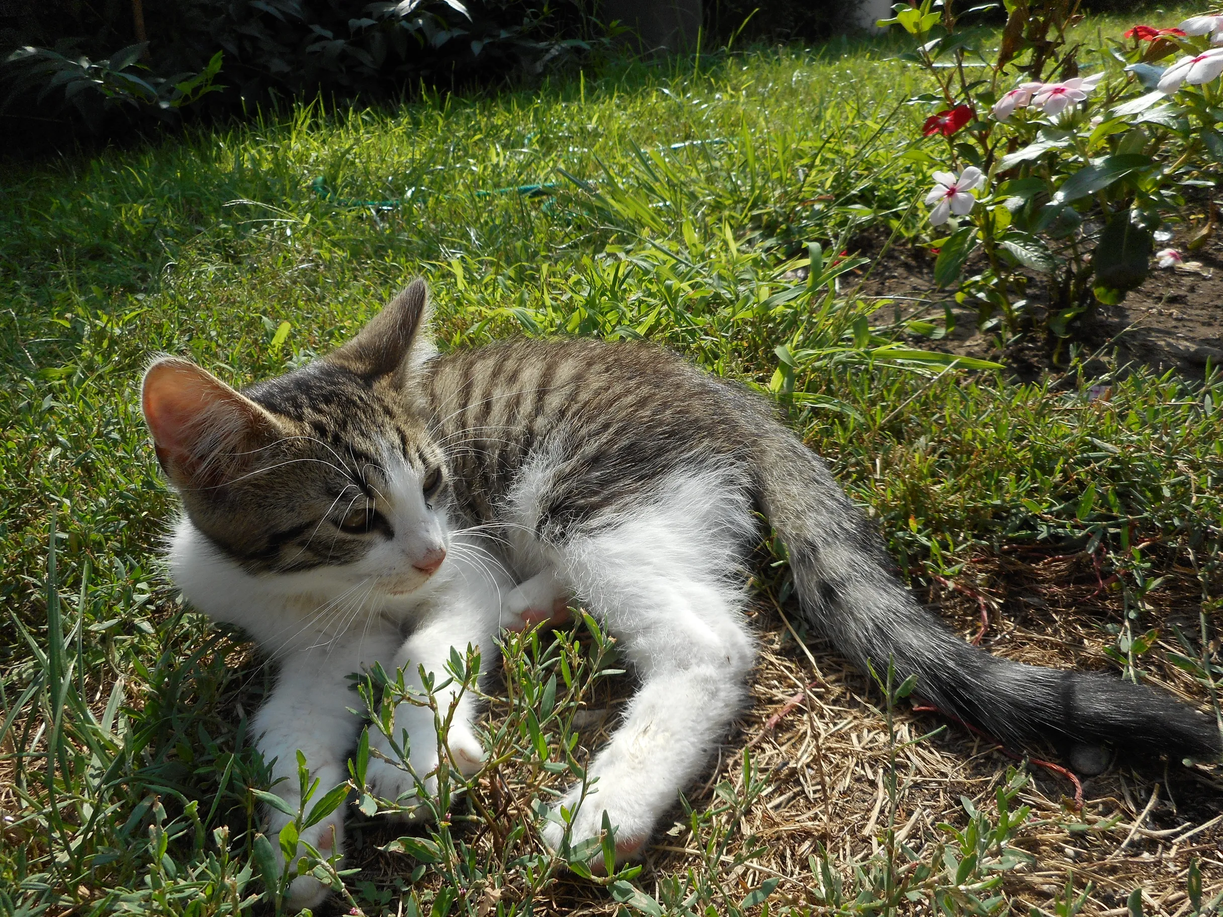 A photo of a kitten