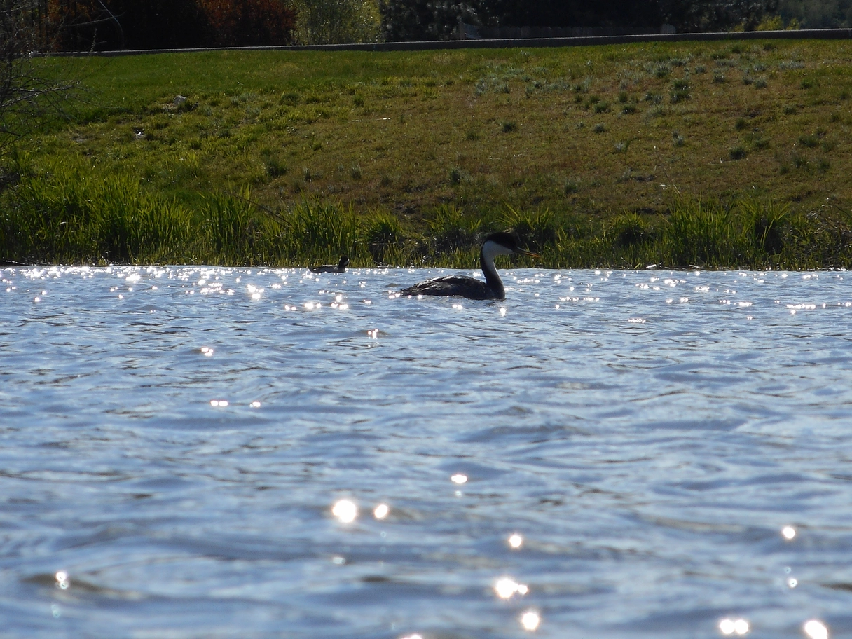 A photo of birds on a lake