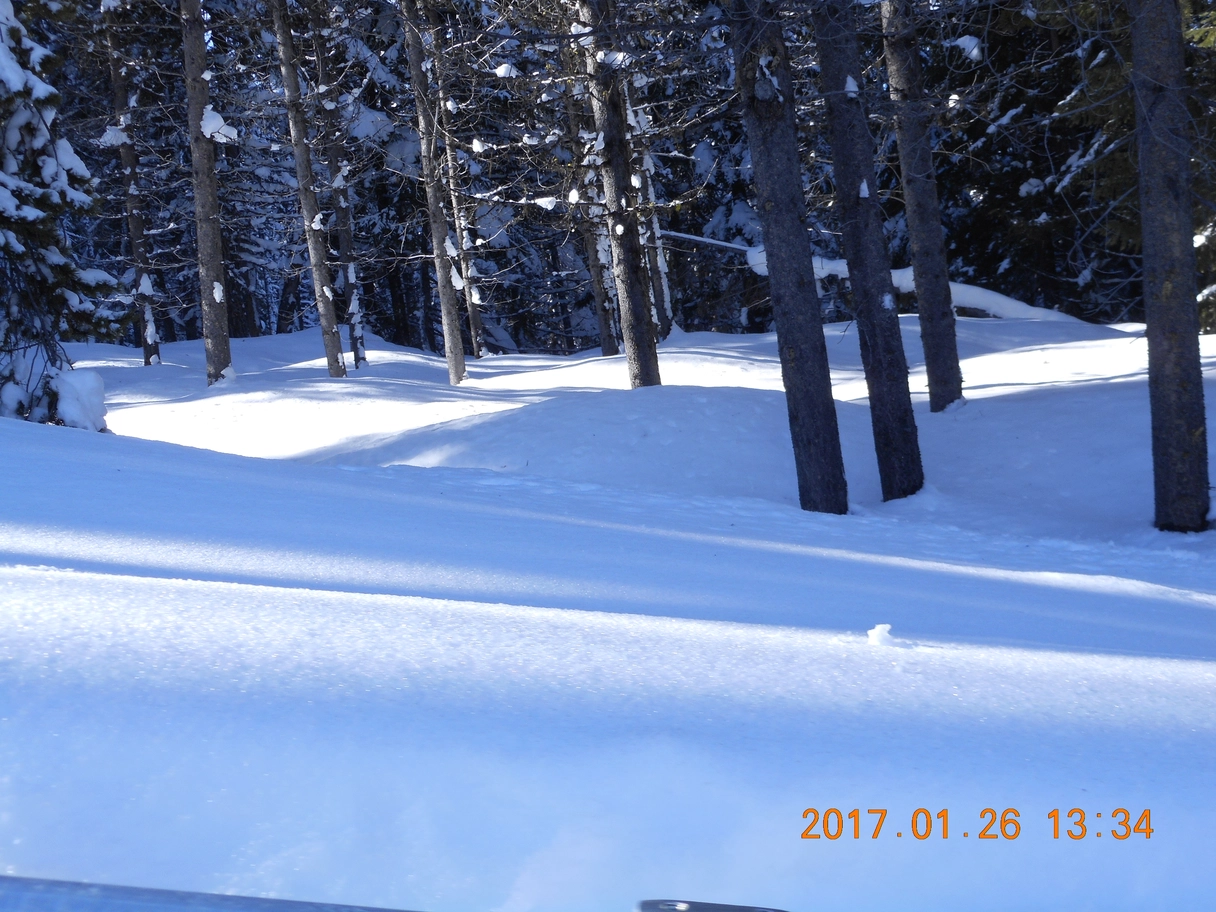 A photo of snow and trees