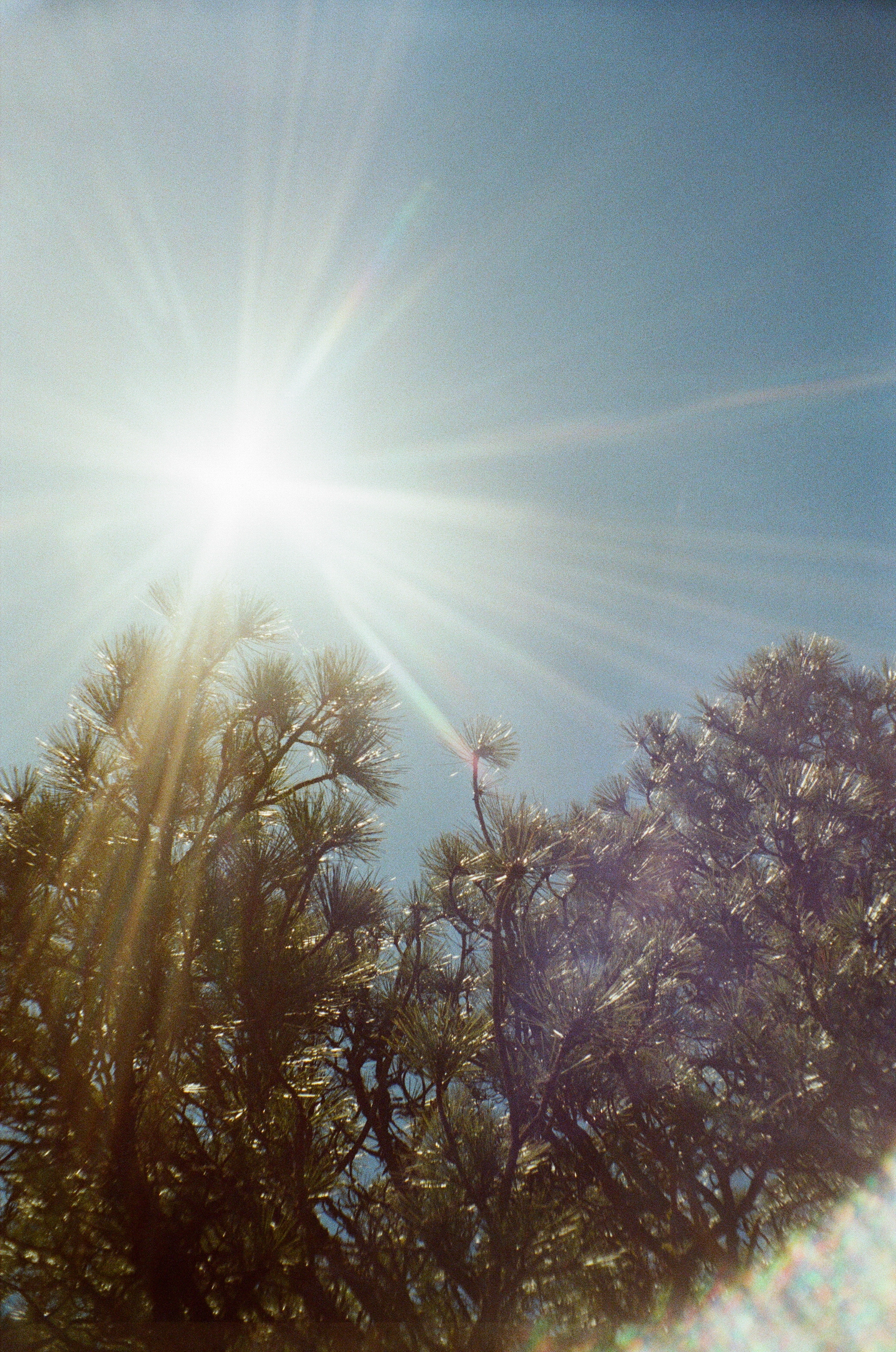 A photo of the sun and pine branches