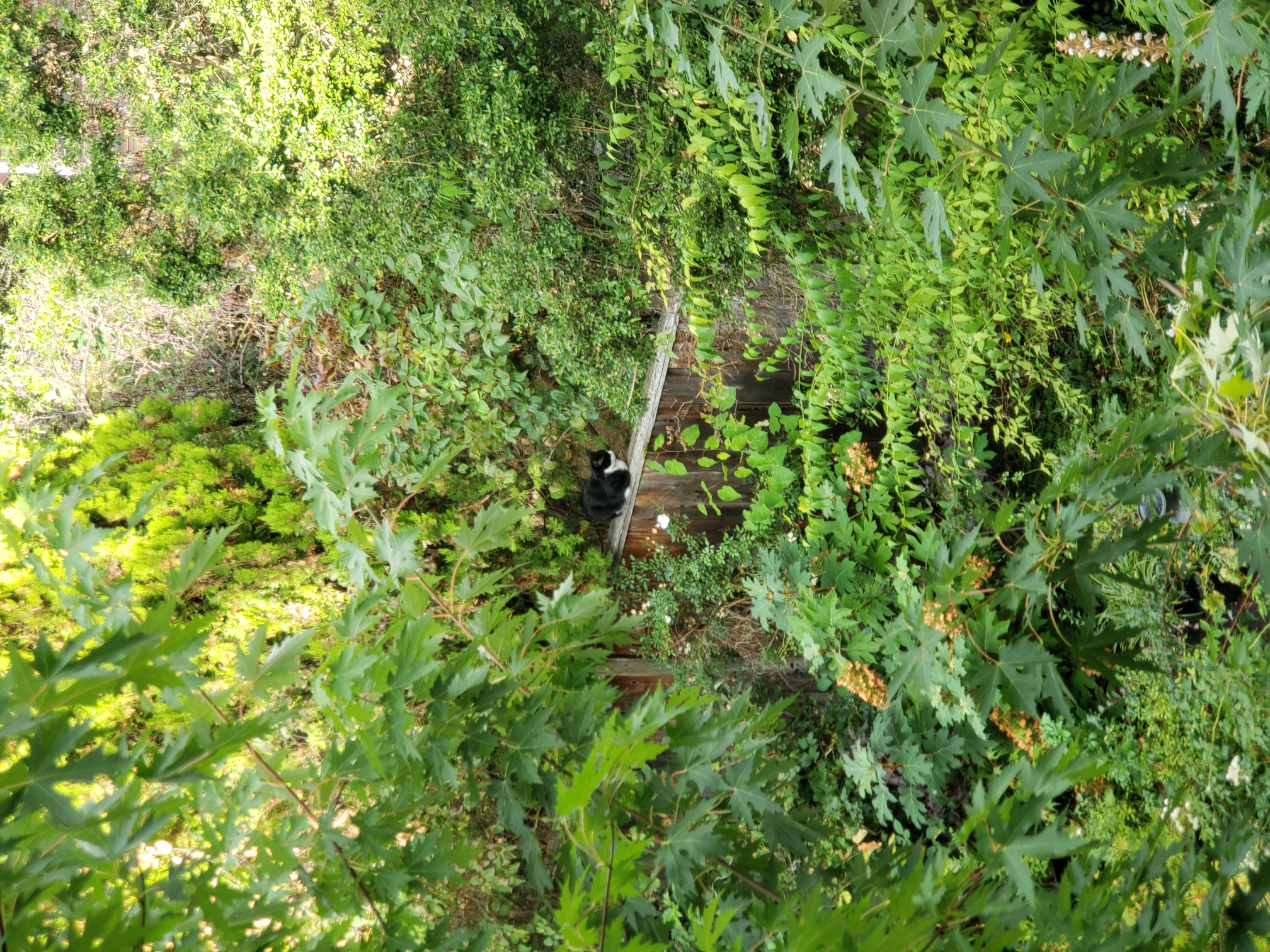 A photo of a cat sitting on a fence, surrounded by greenery
