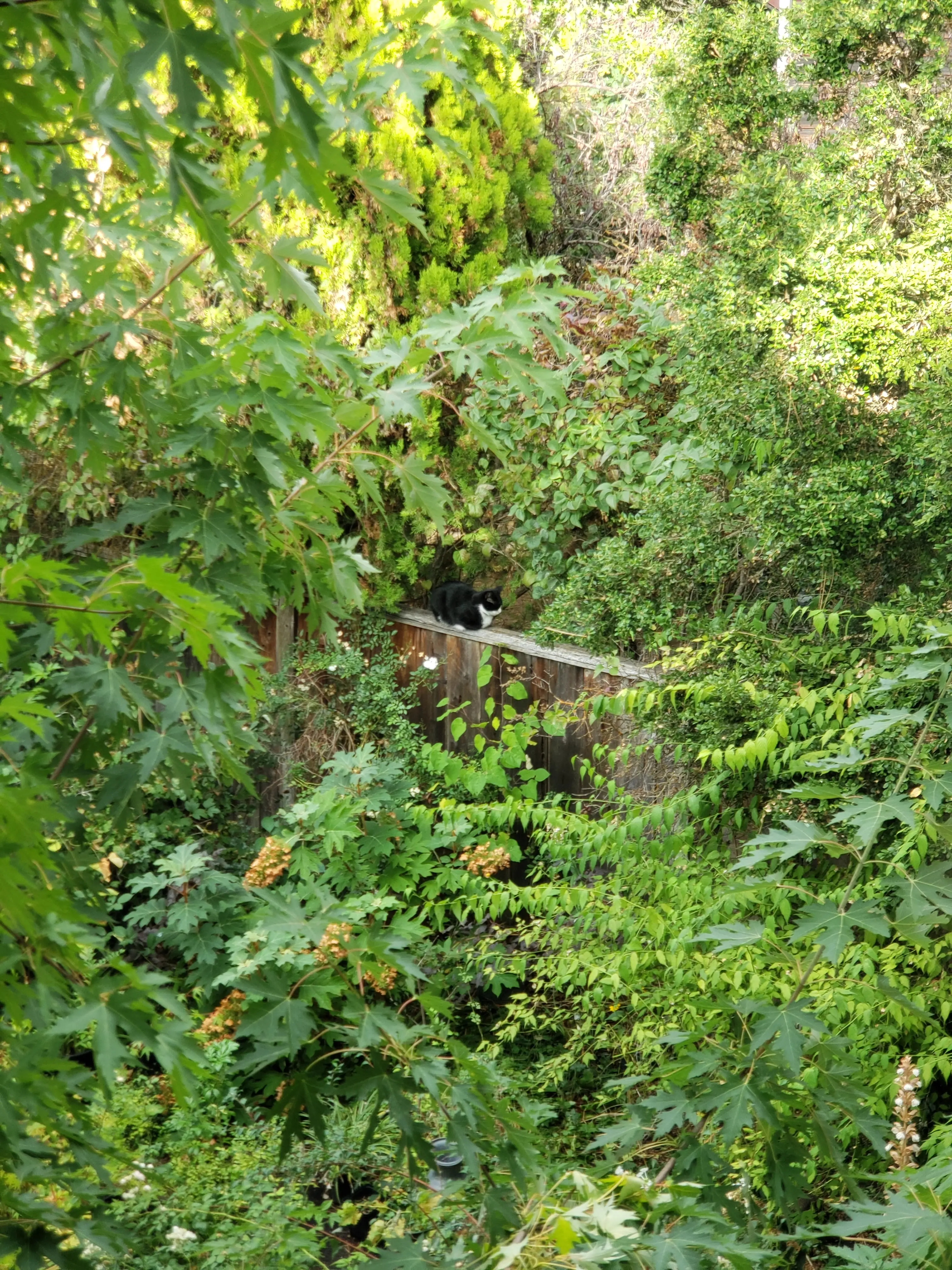 A photo of a cat sitting on a fence, surrounded by greenery