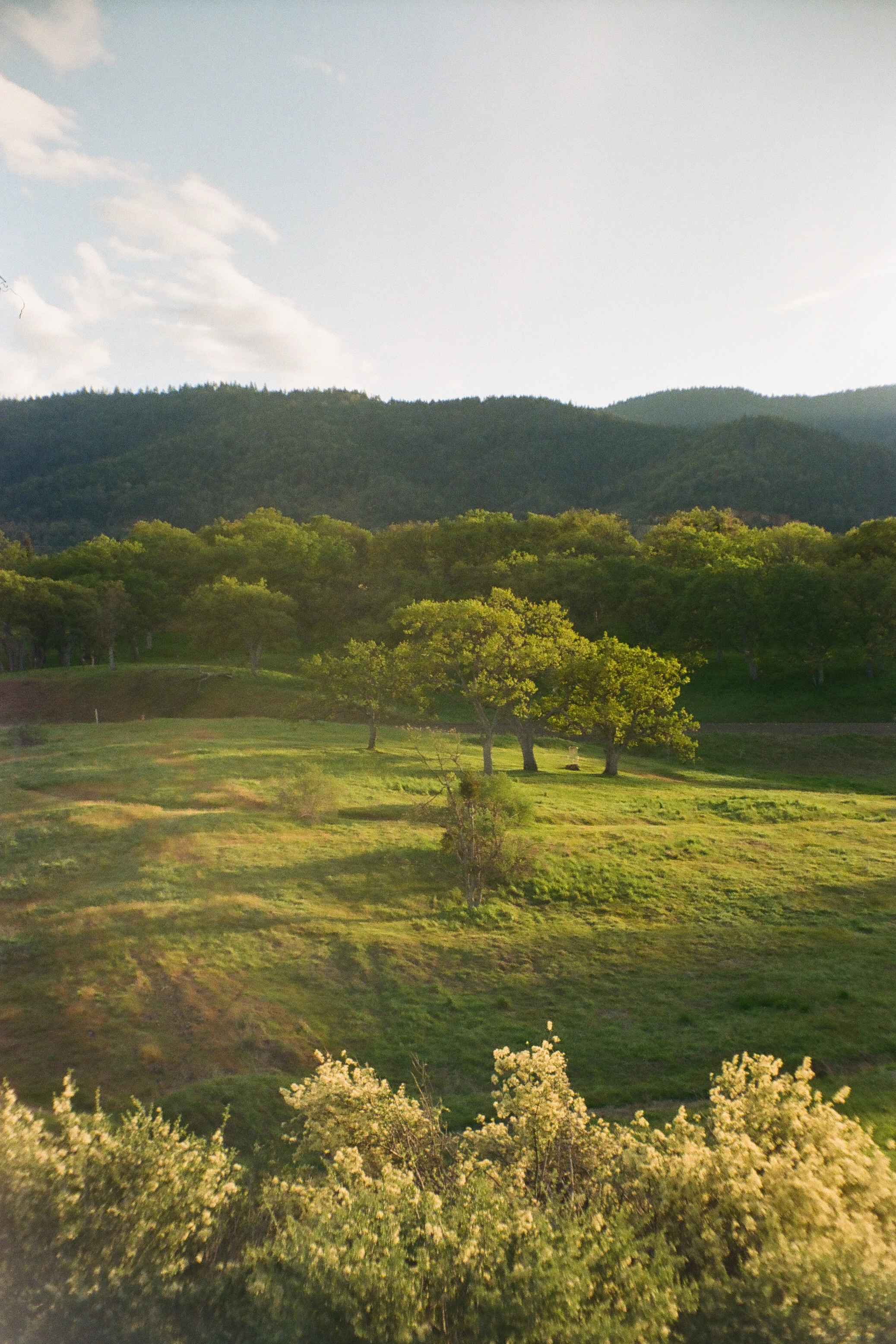 A photo of trees and a disk golf net in a clearing