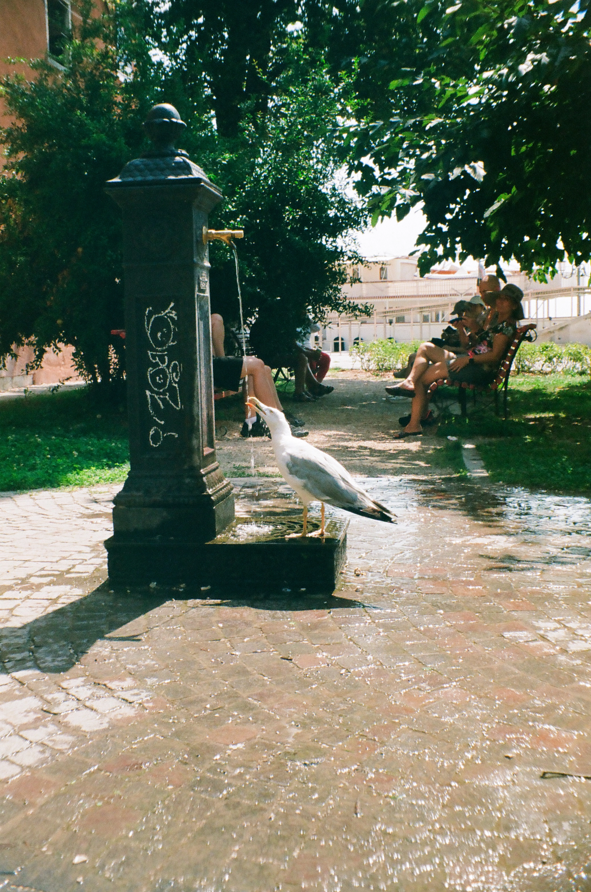 A photo of a seagull drinking from a fountain