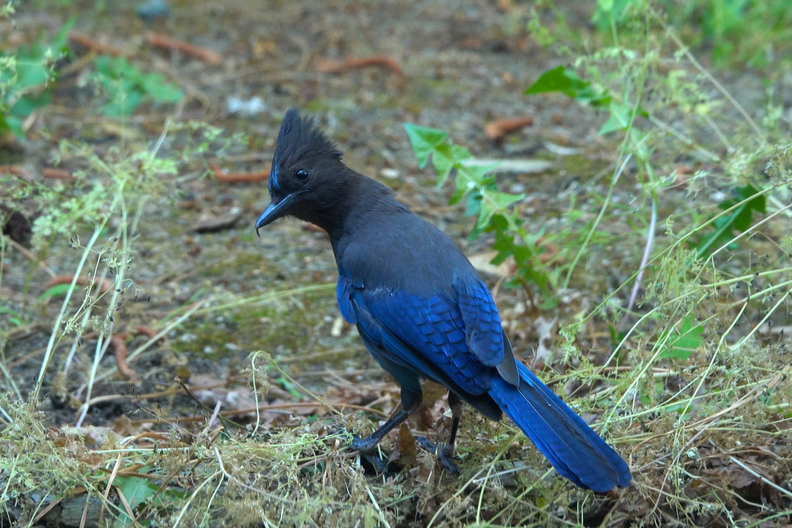 A photo of a stellar jay