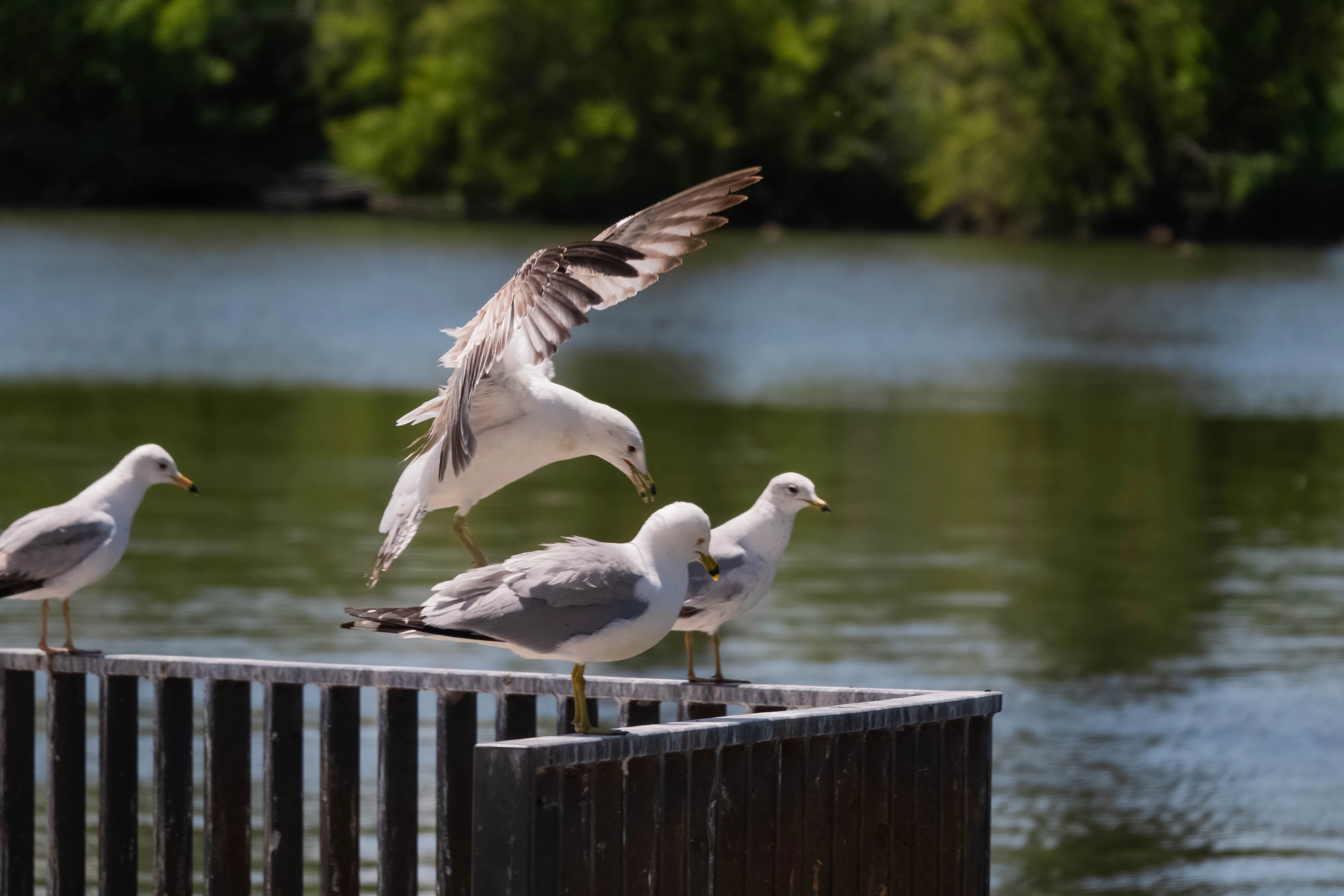 A photo of a seagull landing on a railing