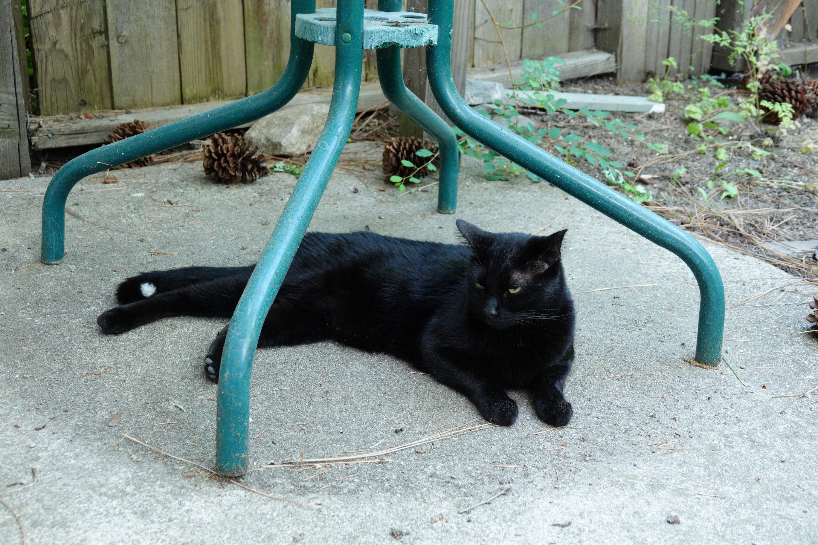 A photo of a black cat