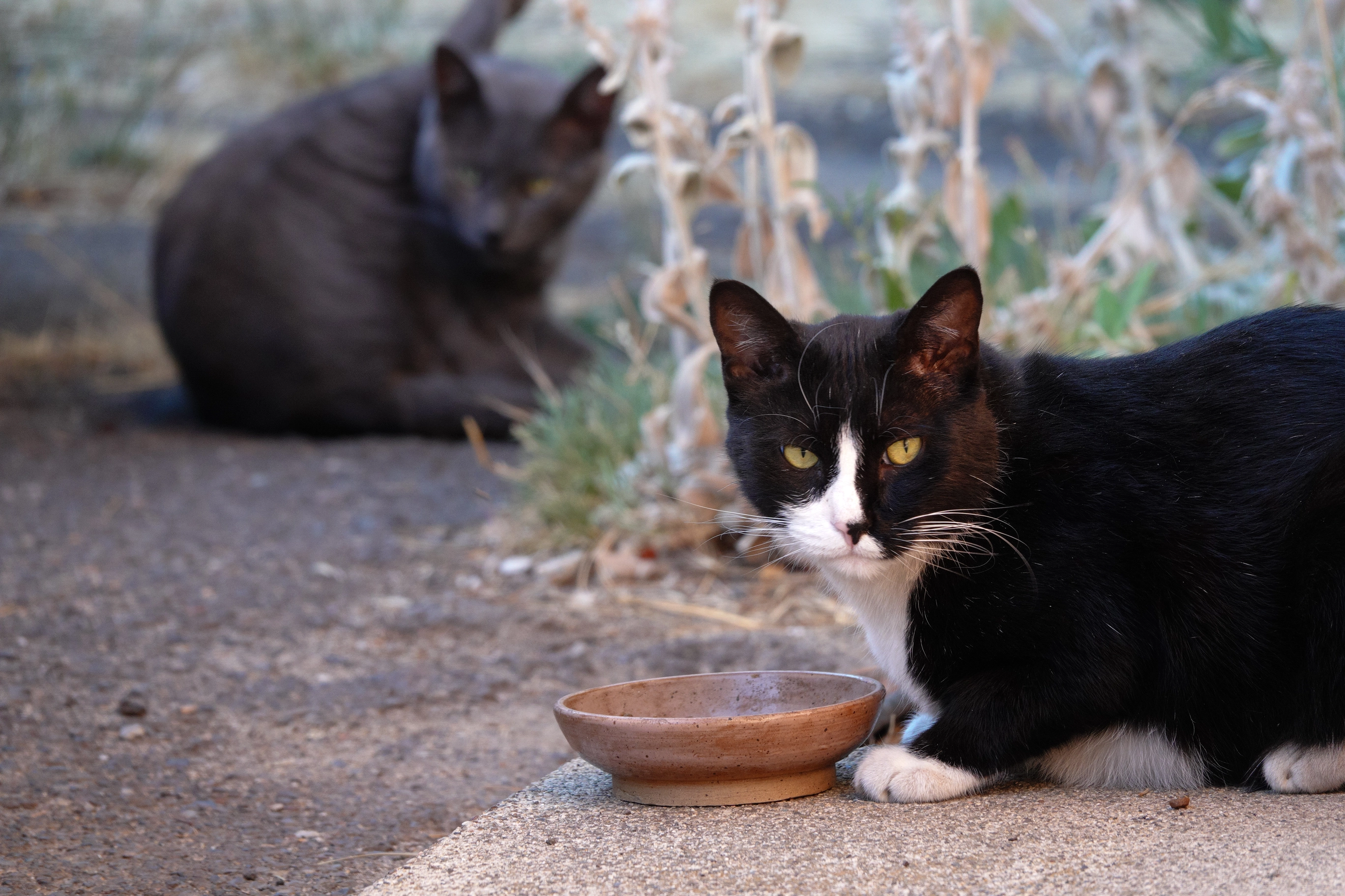 A photo of a black and white cat and a grey cat