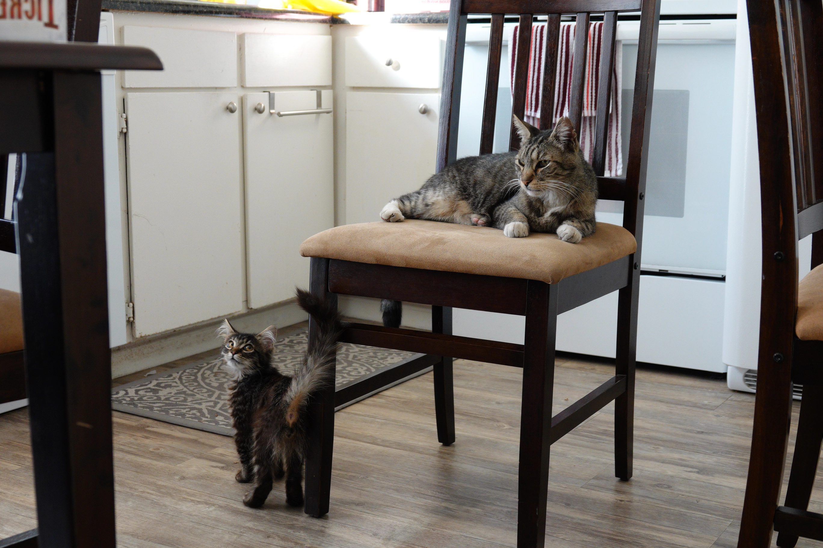 A photo of a kitten on the floor looking up at a cat on a chair