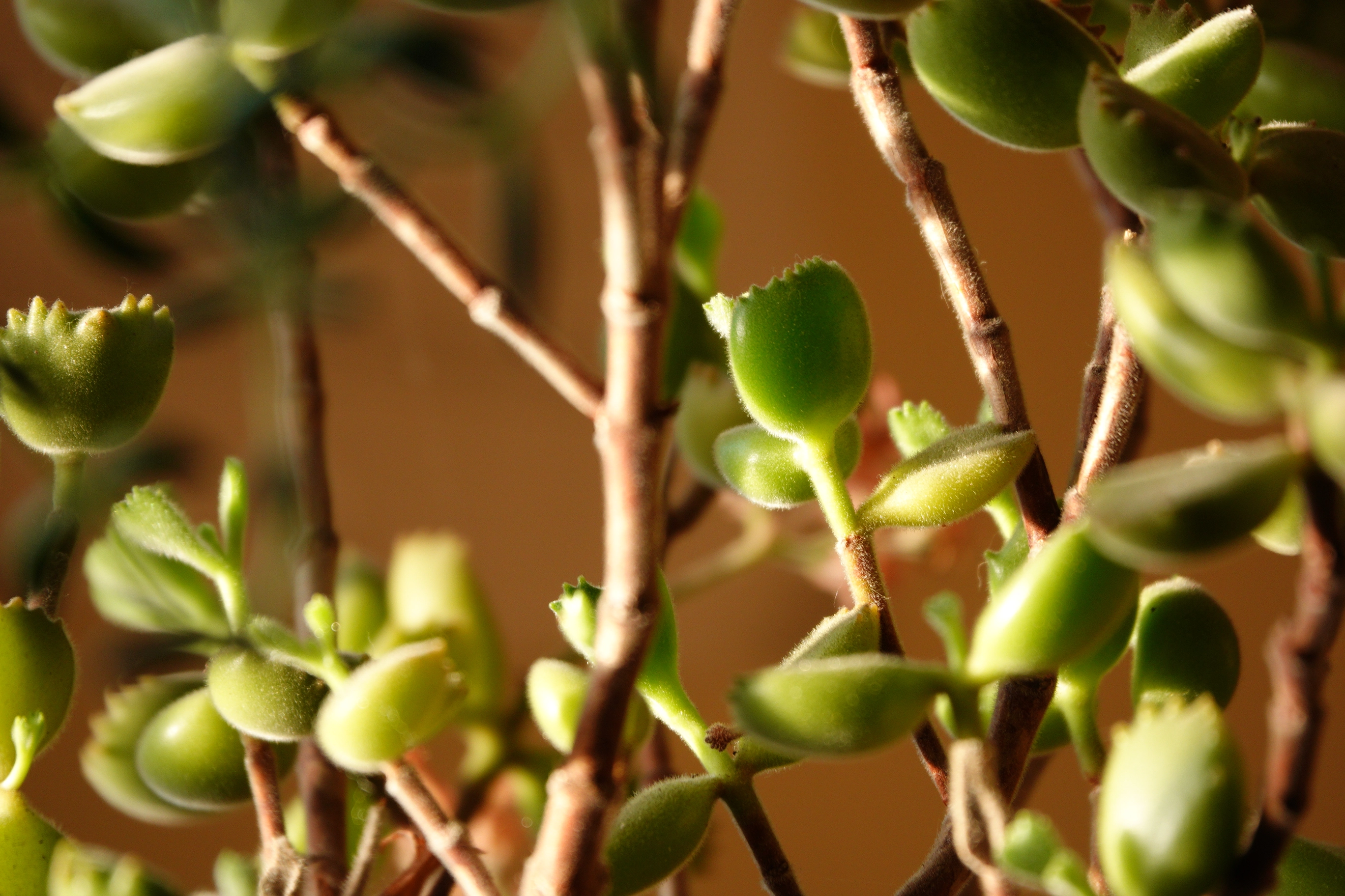 A photo of the leaves of a succulent