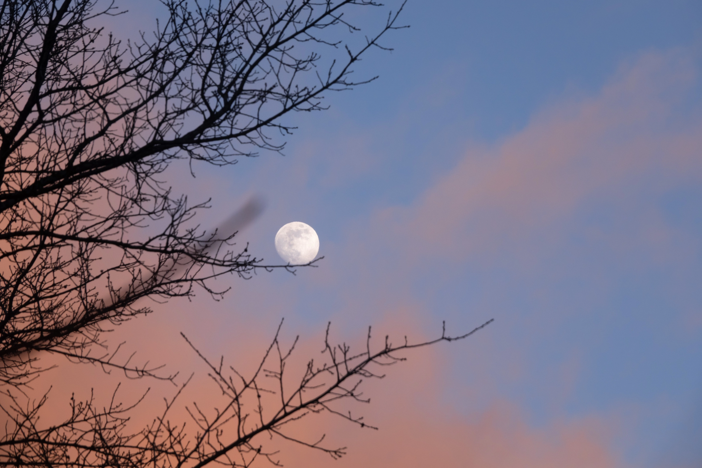 A photo of the moon resting on branches during the sunset