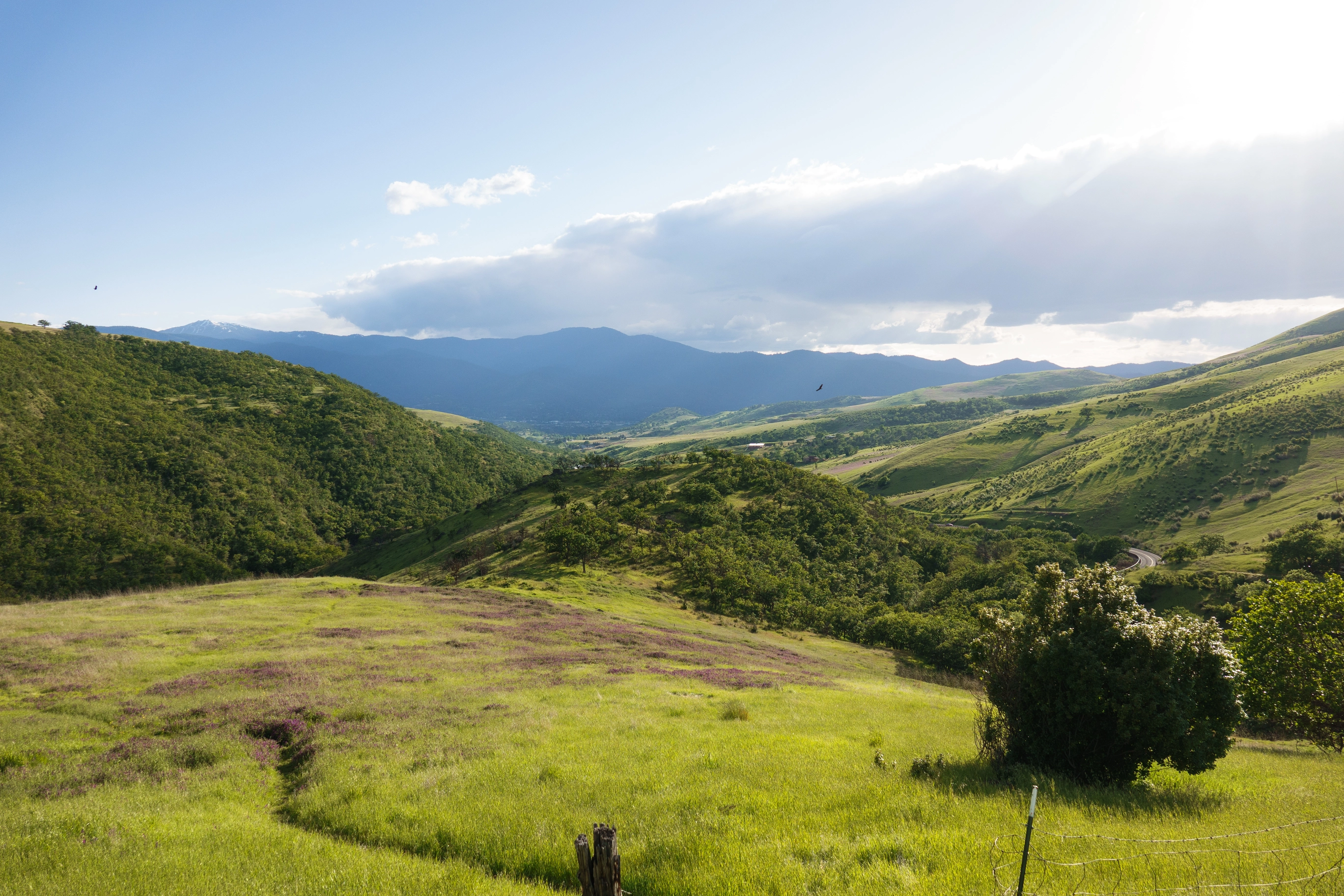 A photo of a lushous green rogue valley