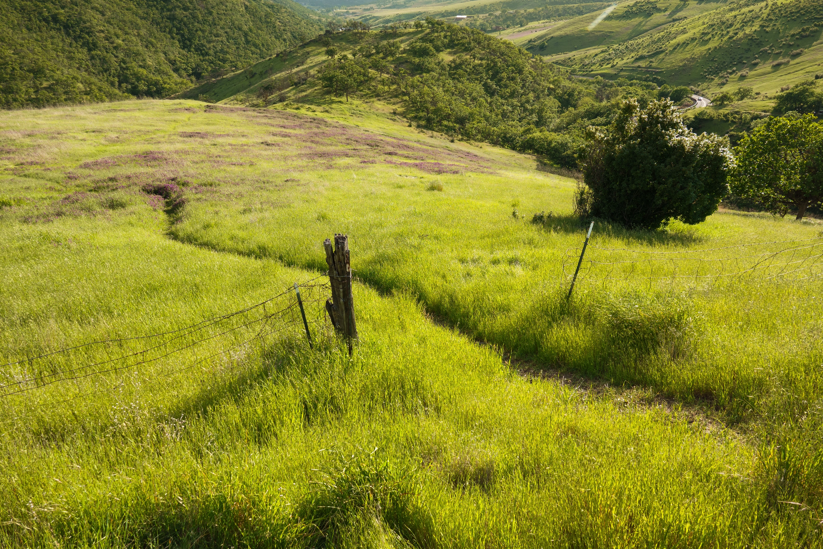 A photo of a lushous green rogue valley