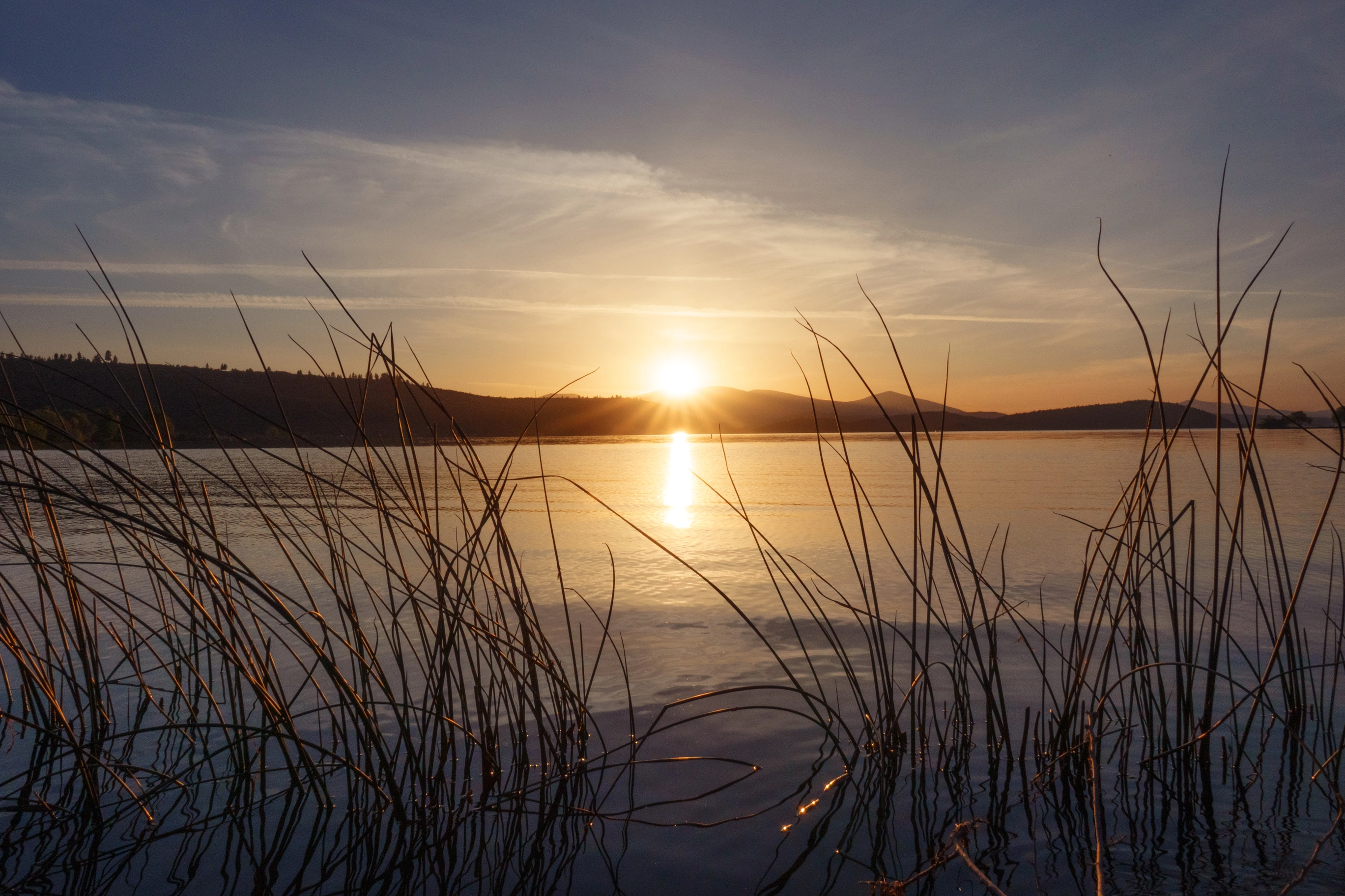 A photo of plants backlit by the sunset over a lake