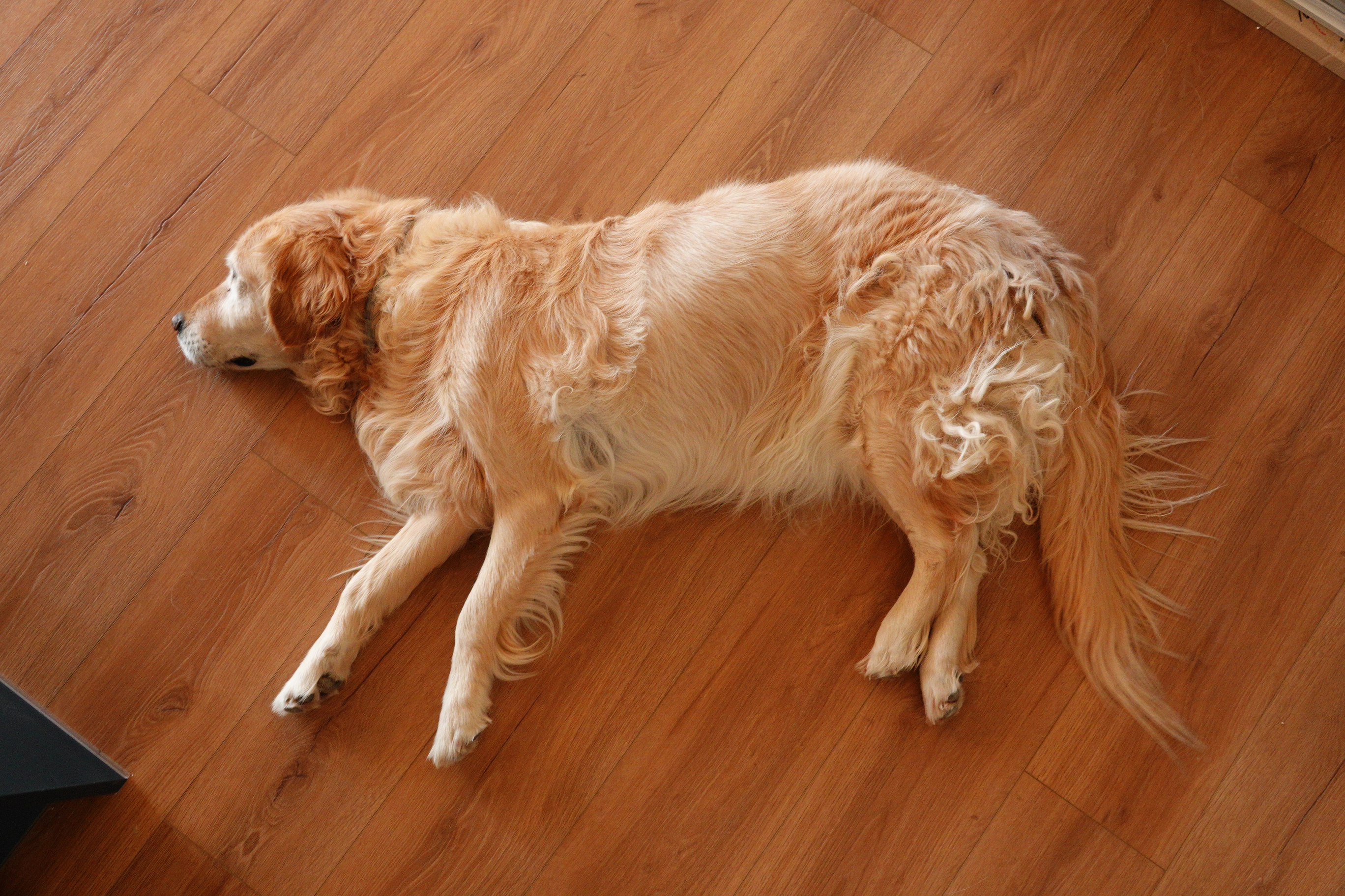 A photo of a golden dog laying on the floor