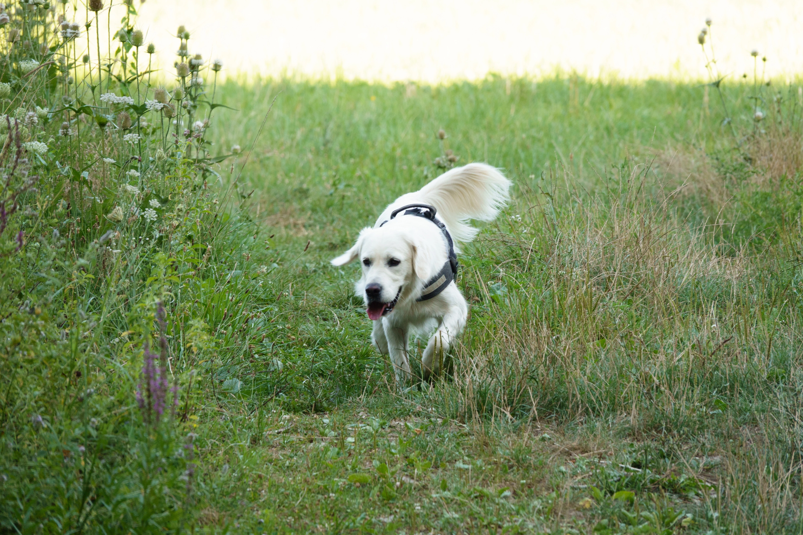A photo of a dog running