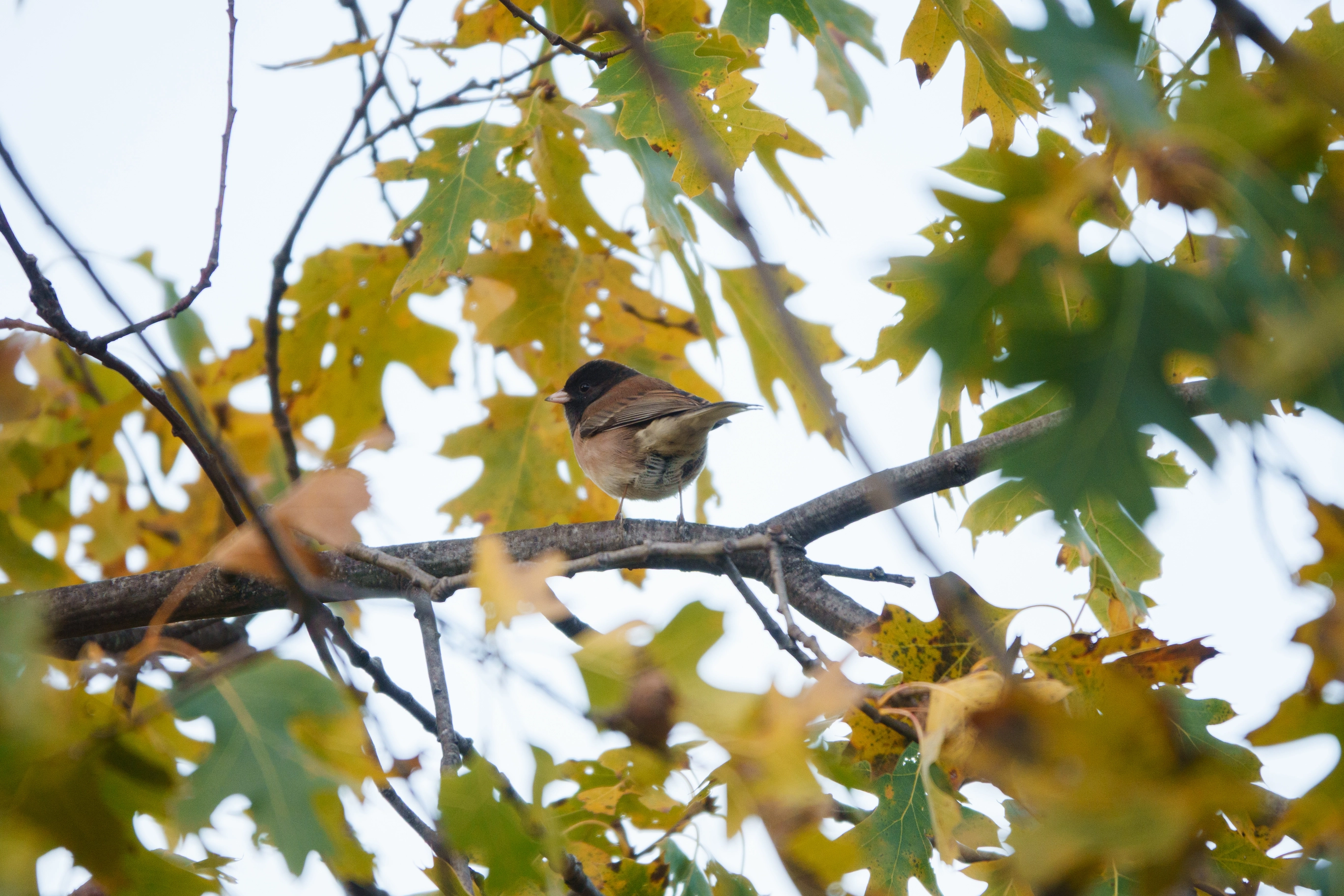 A photo of a brown bird among yellow and green leaves
