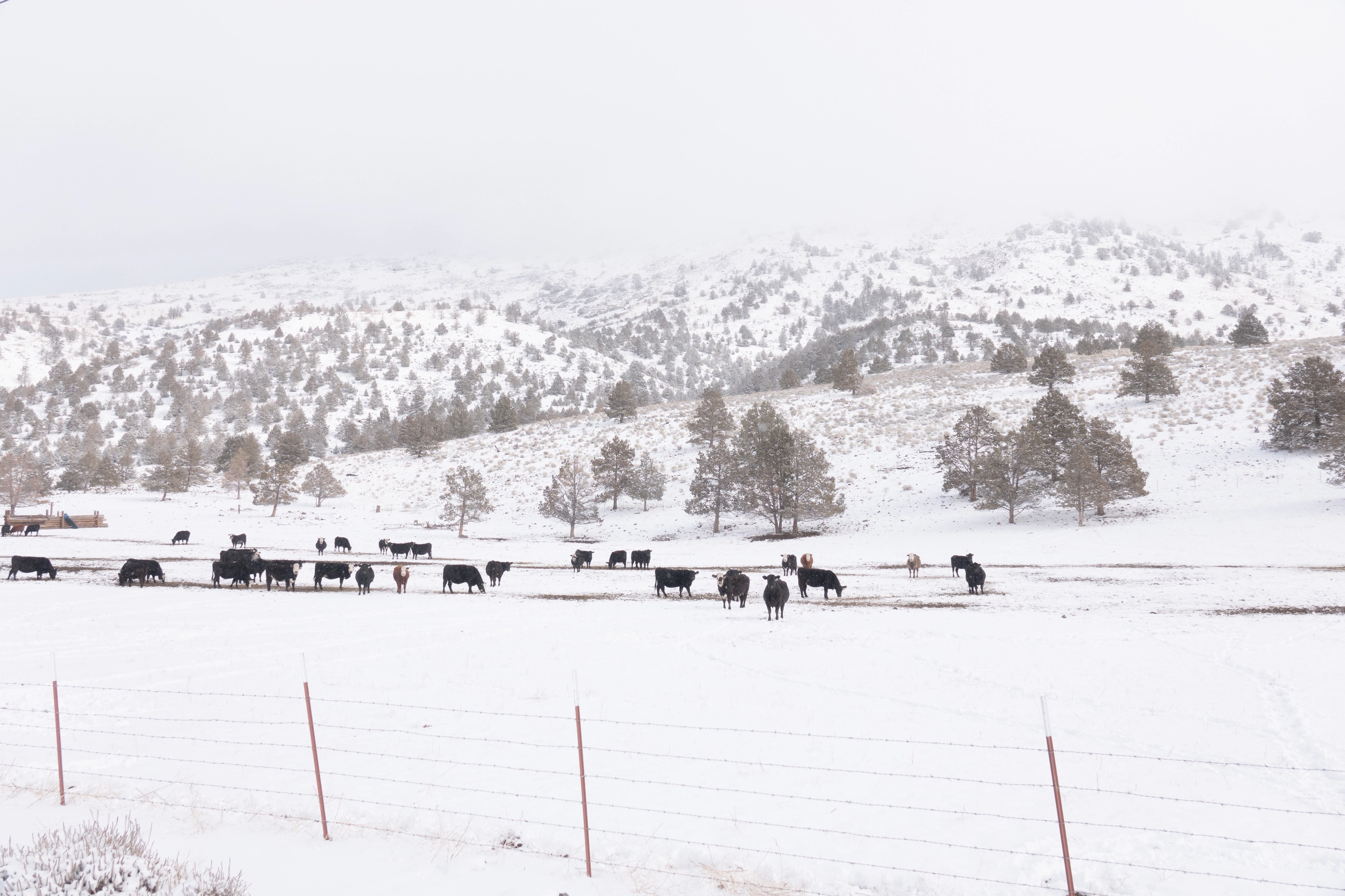 A photo of cows in a snowy field
