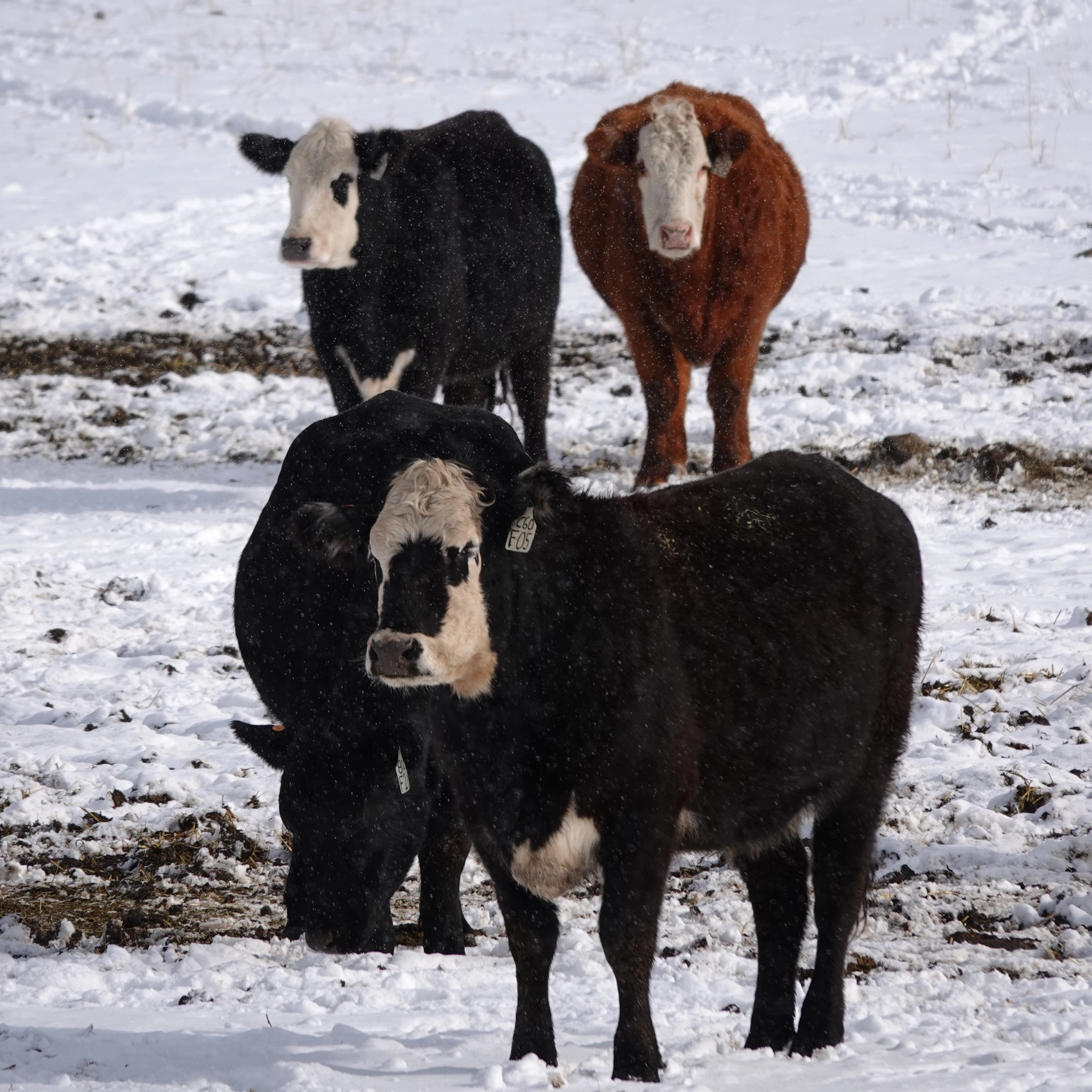 A photo of cows in a snowy field