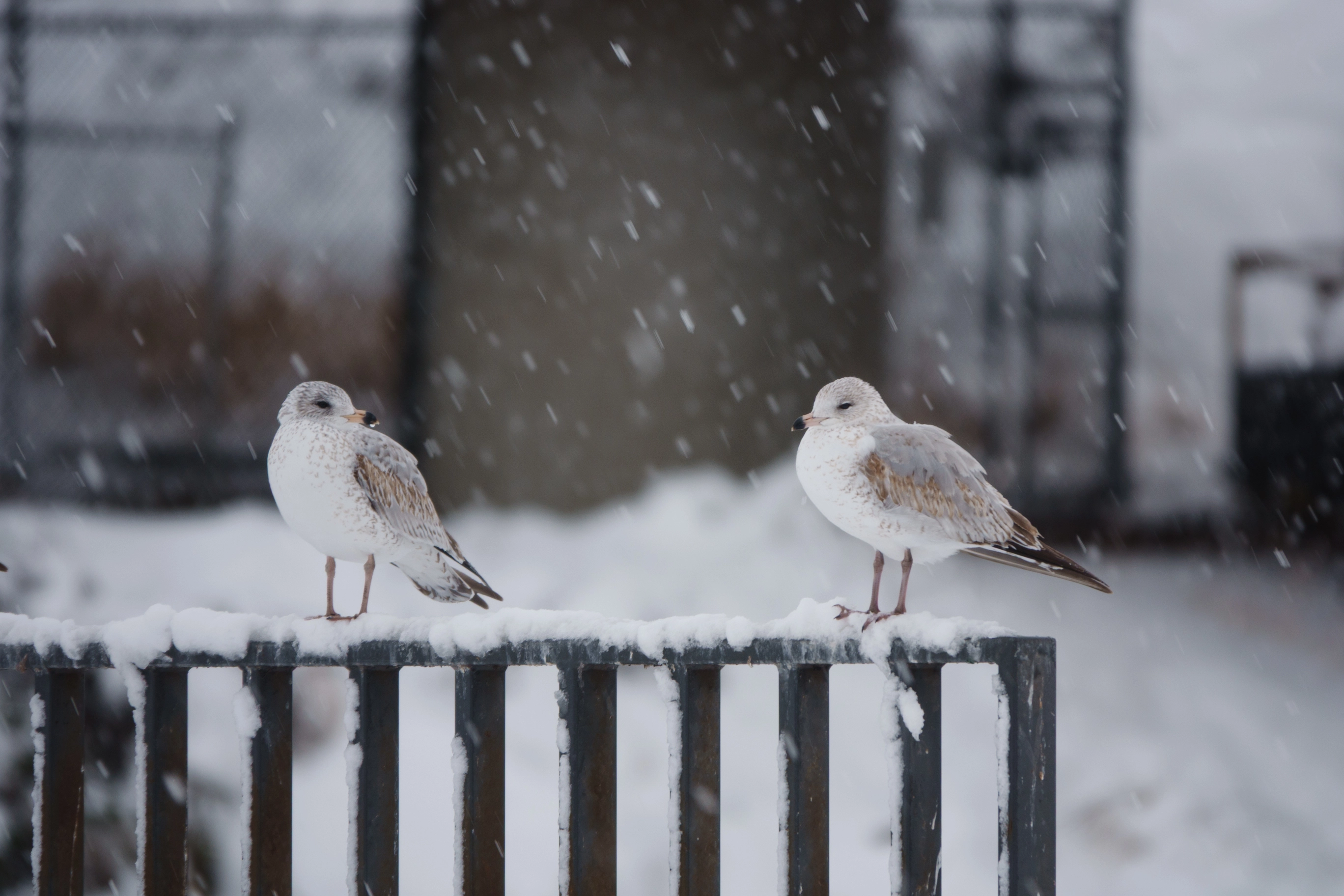 A photo of two seagulls during heavy snowfall