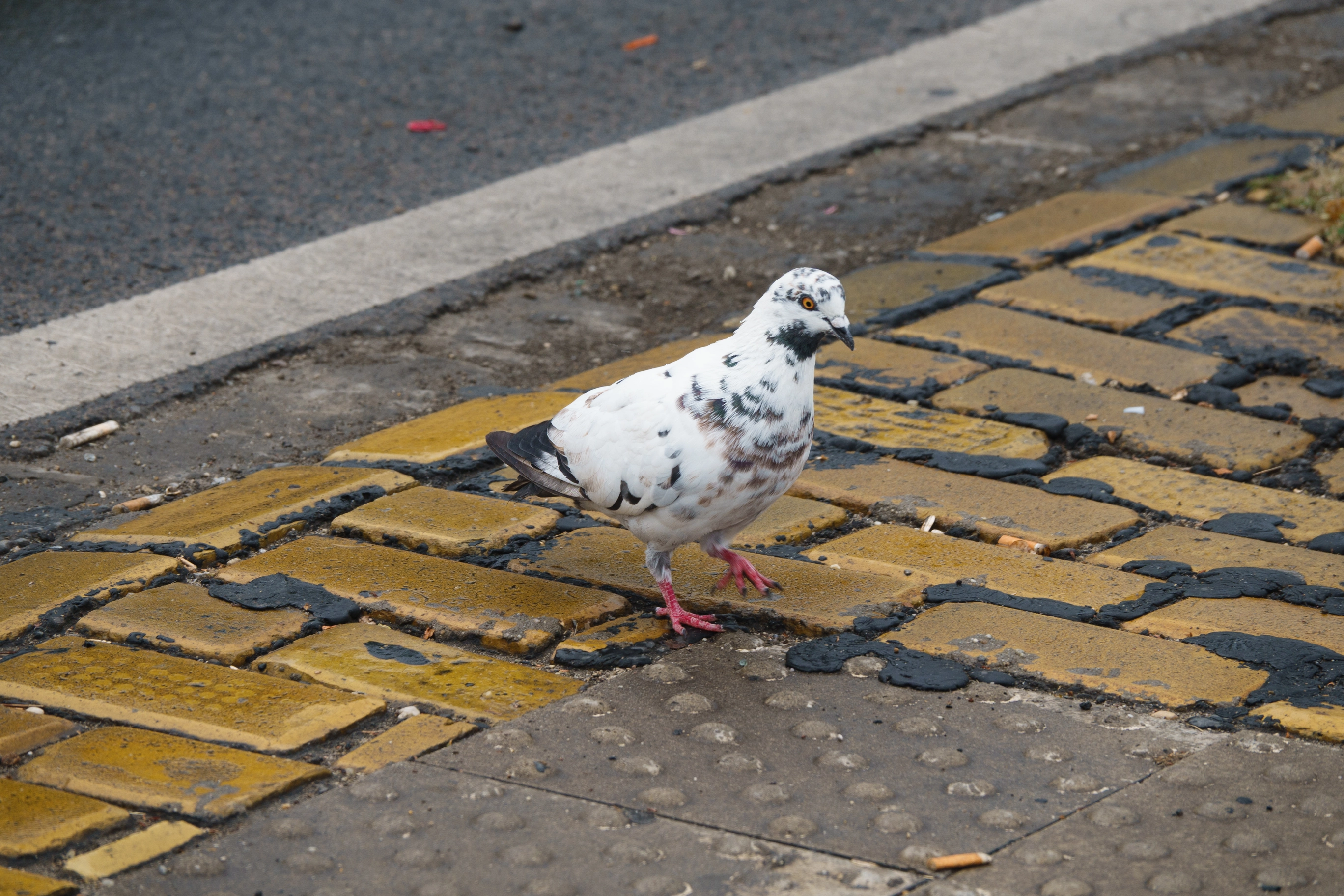 A photo of a white pigeon